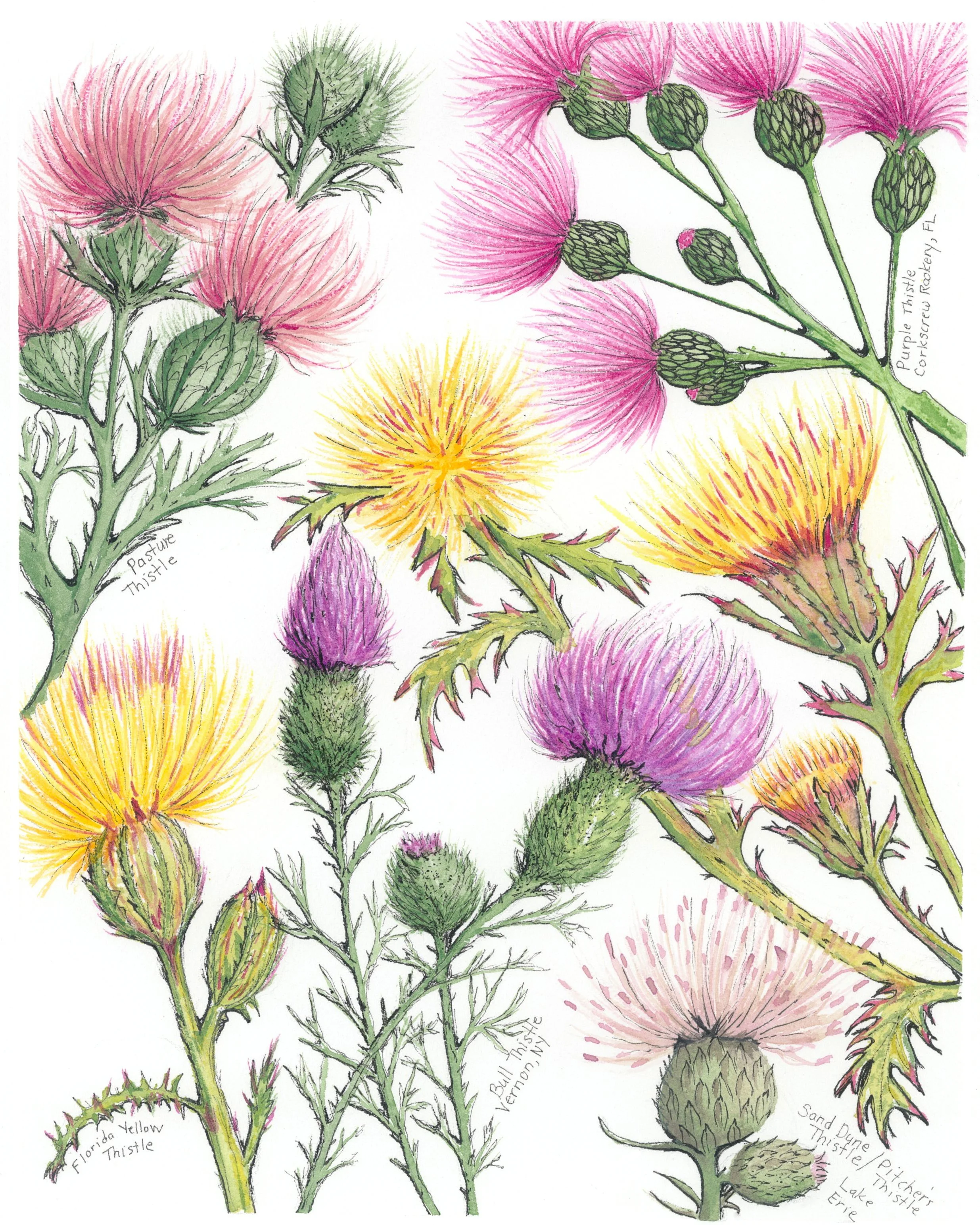 Thistles.jpg