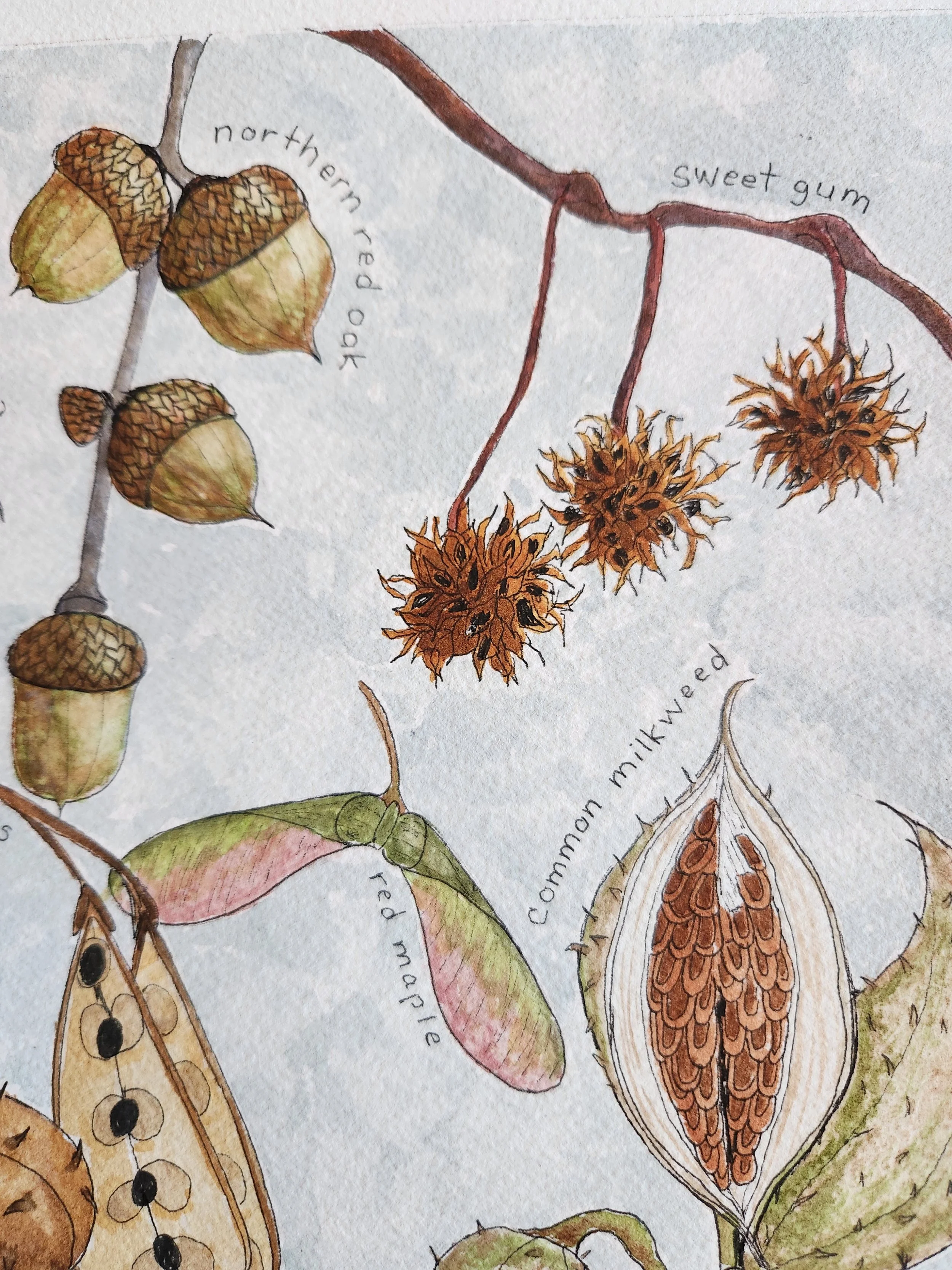 seed pods of the northeast ll-3.jpg