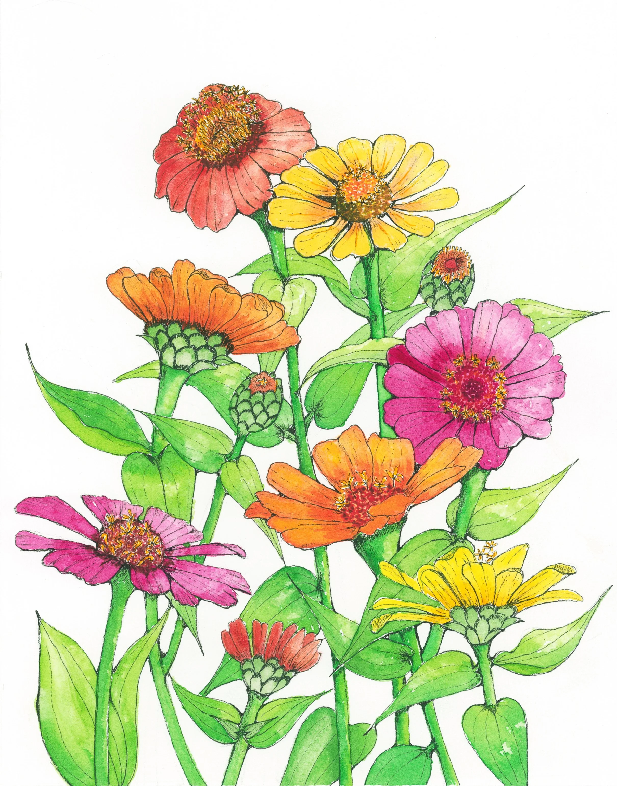 Zinnia.jpg