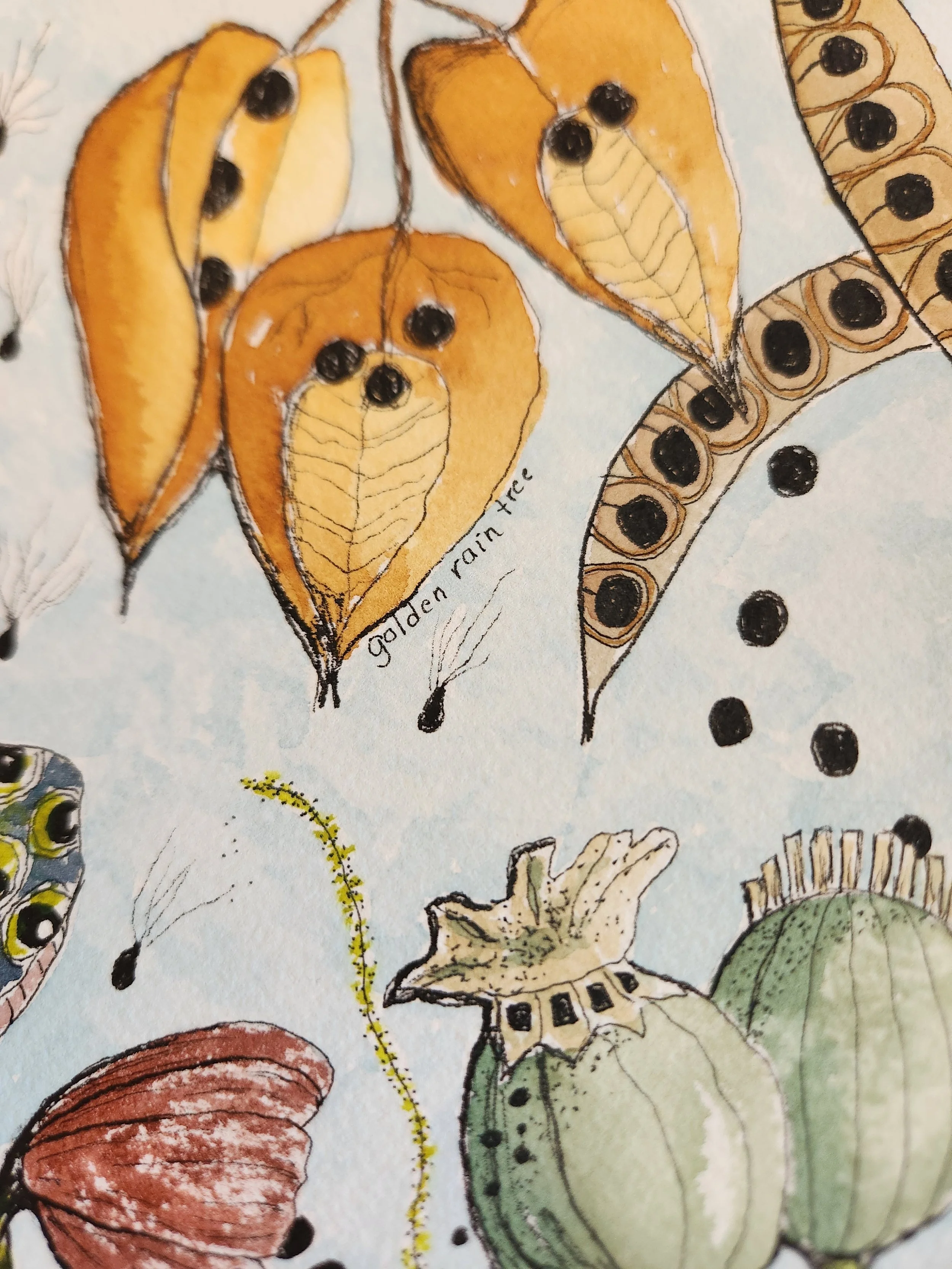 seed-pods-sarah-lalonde-watercolor-artist-2.jpg