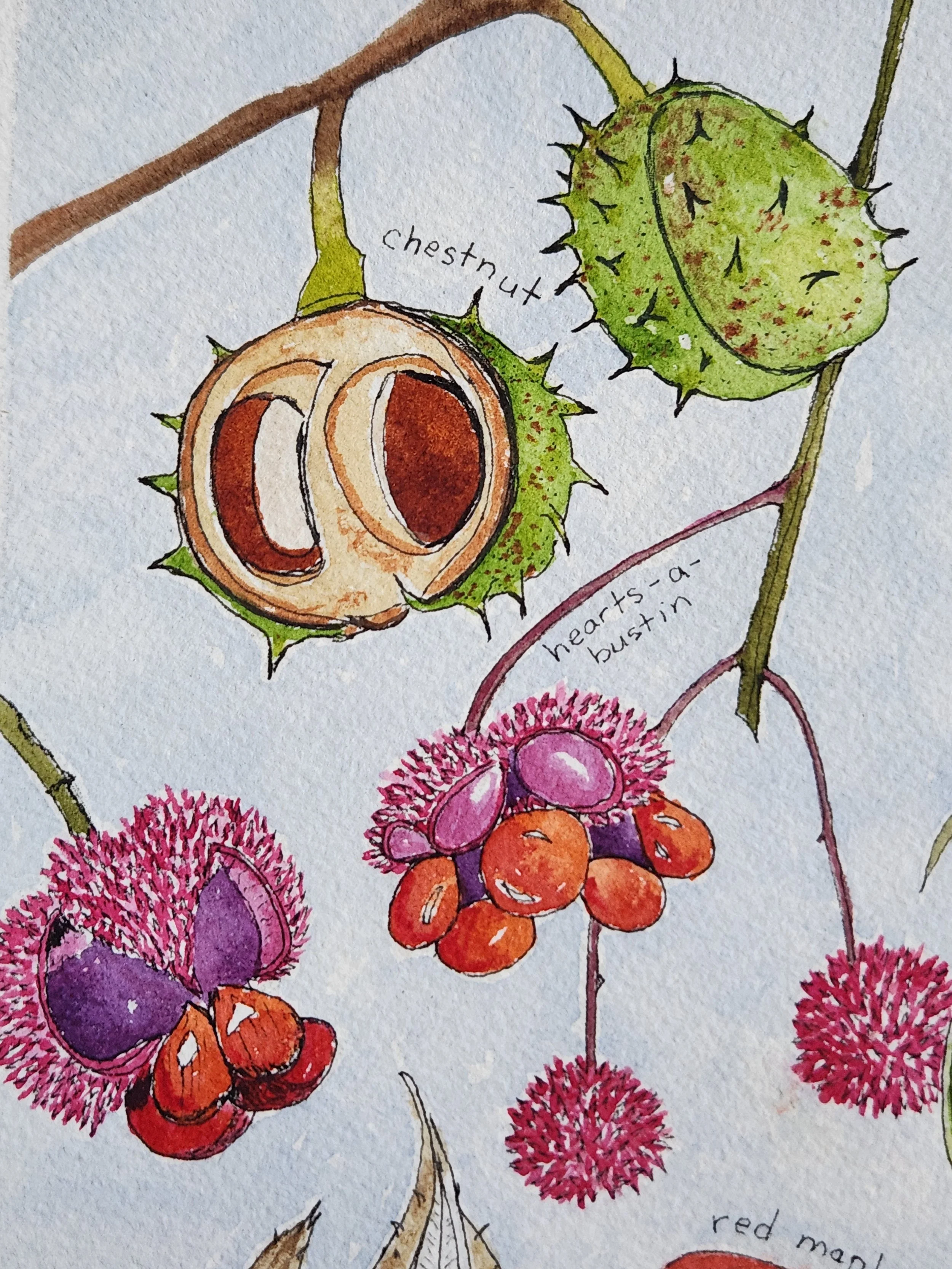 chestnut seeds.jpg