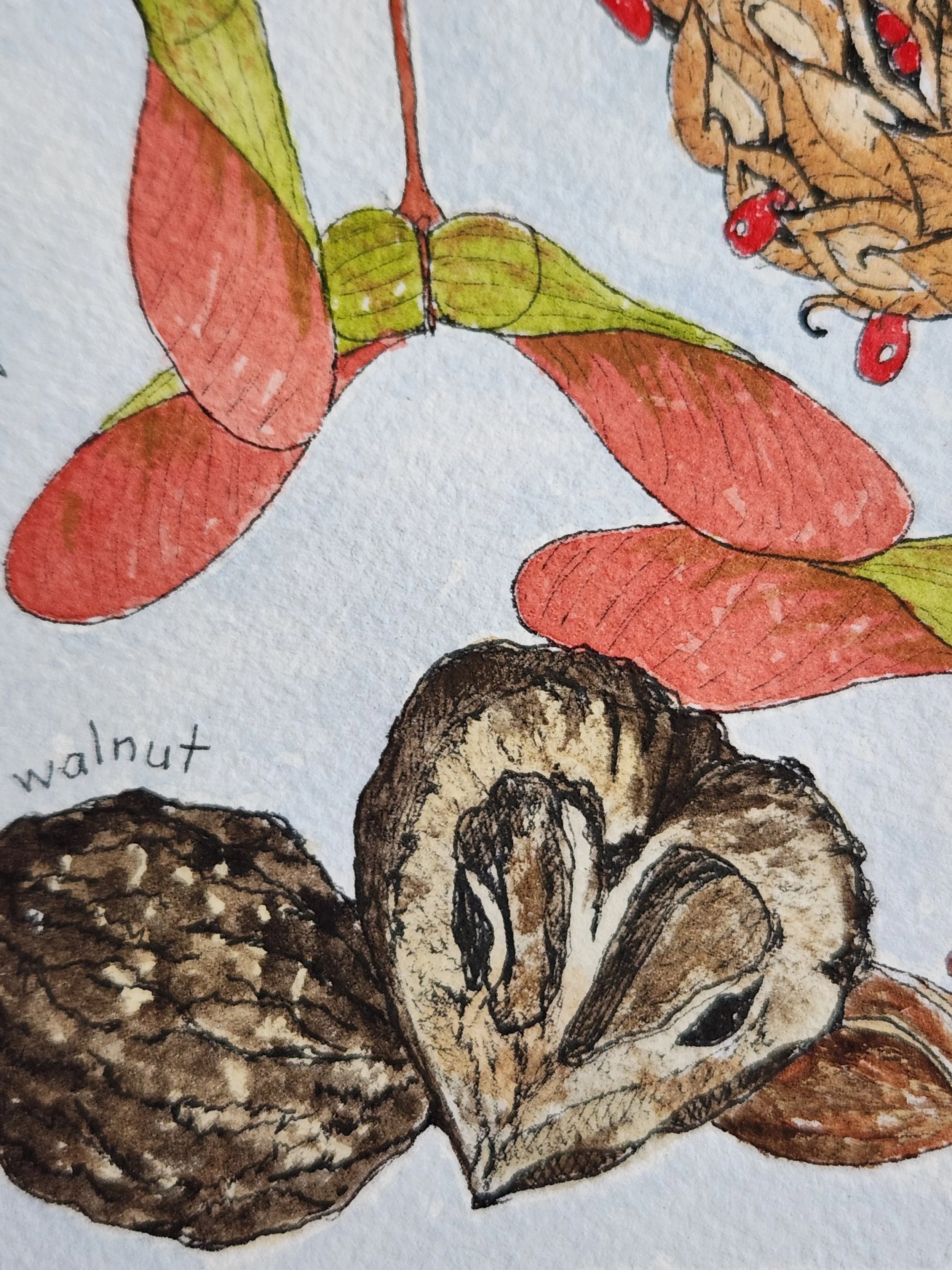 maple seeds.jpg