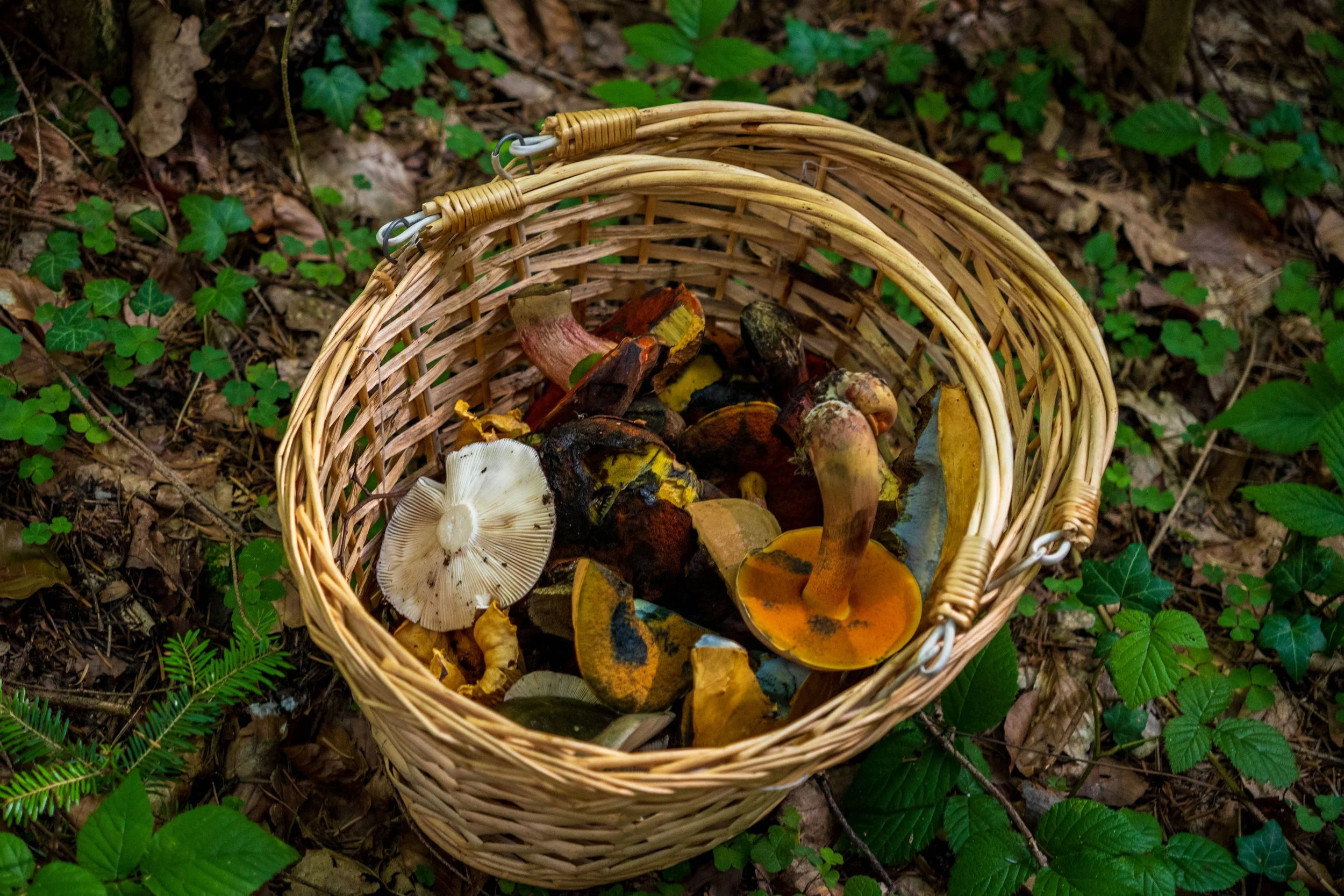 pexels-michalrobak-27978039.jpg