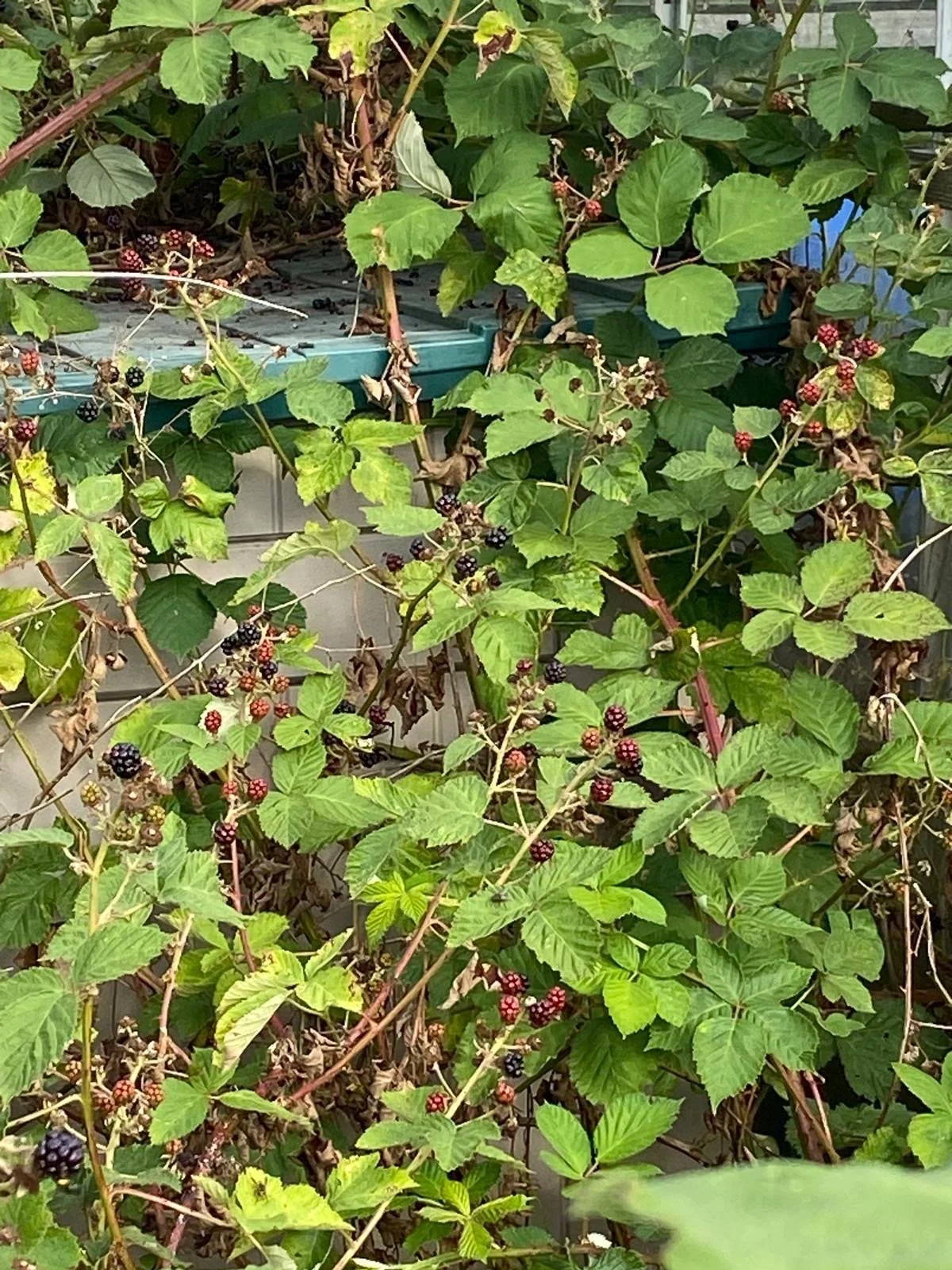 13fddf3b-7178-4424-af5d-d311bf16b511 2.JPG