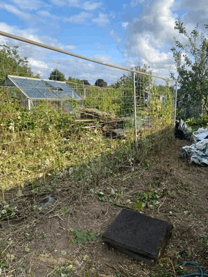  An allotment plot 