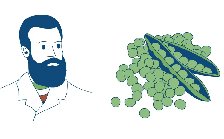 An Italian man beside garden peas and pea pod