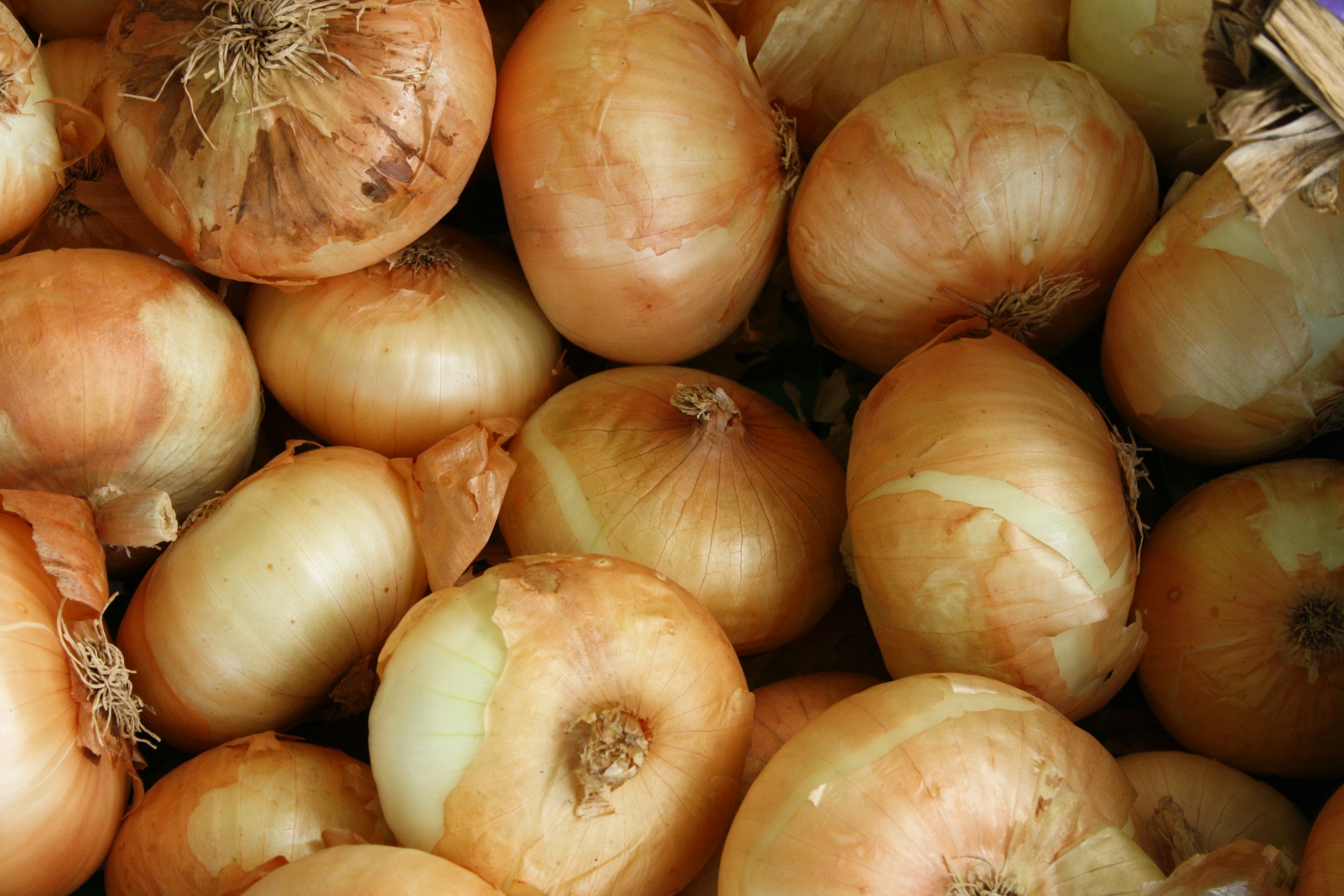 Close-up of fresh yellow onions with papery skins.