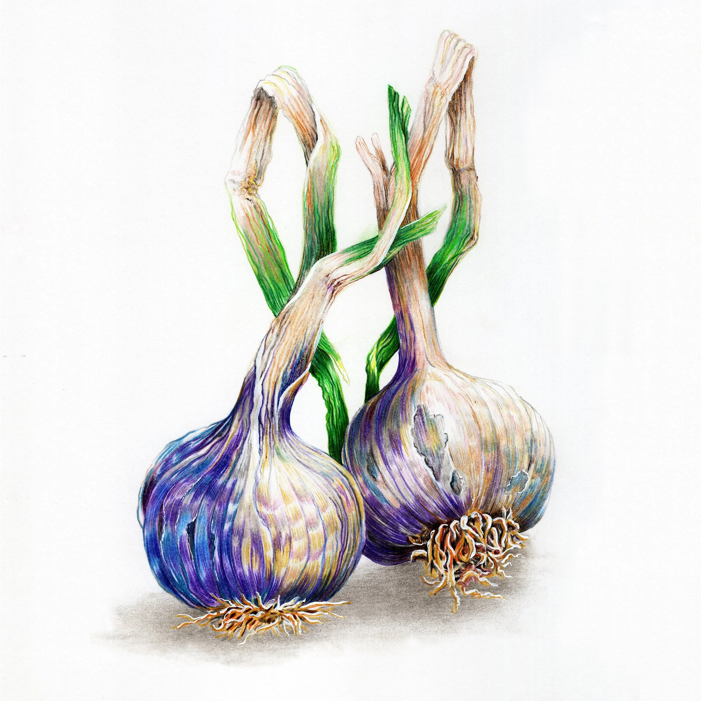 Garlic