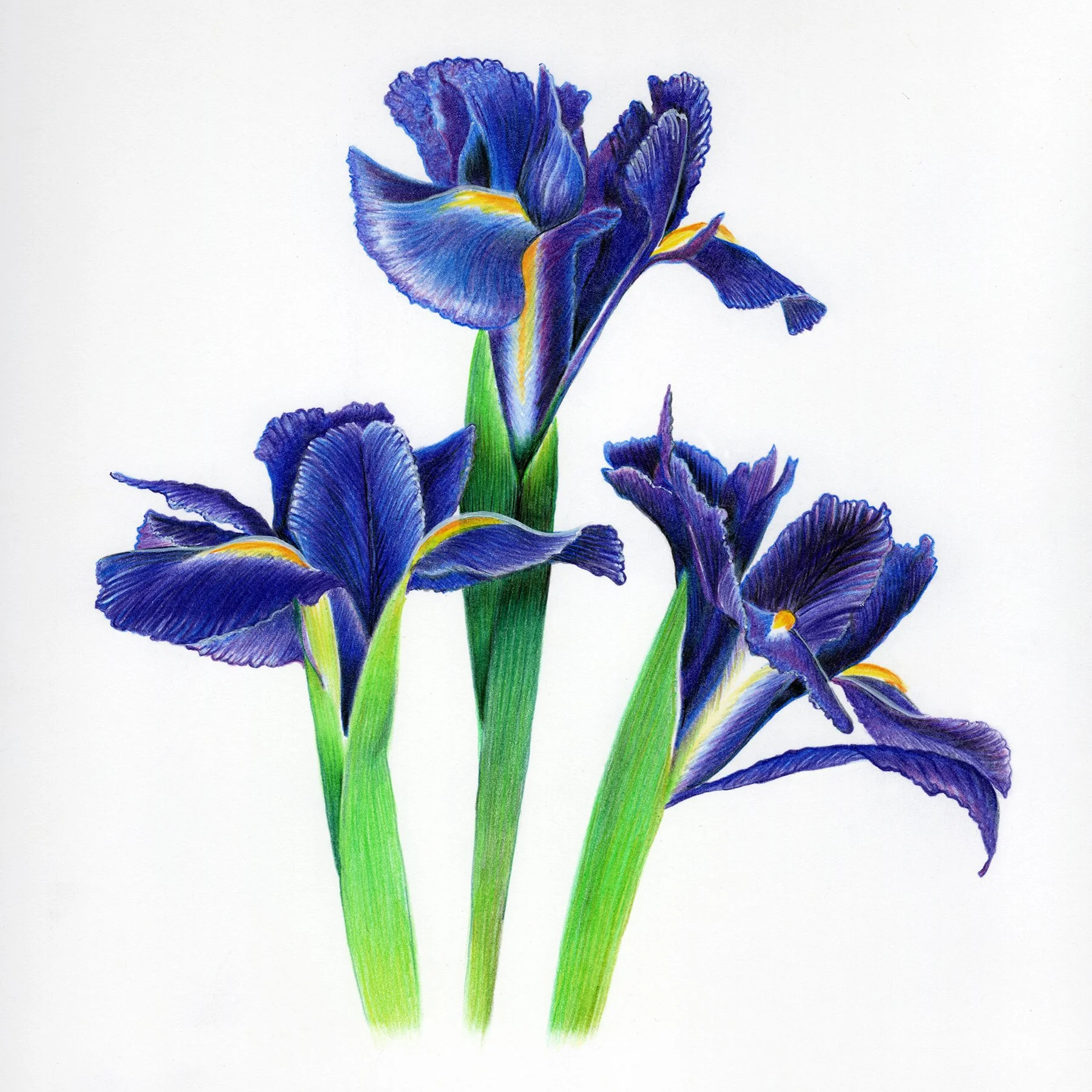 Purple Iris