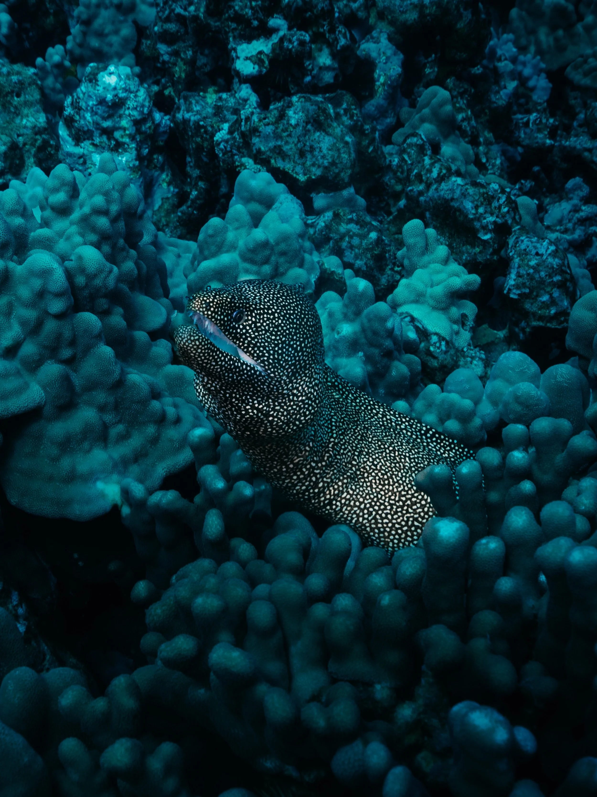 Puhi oniʻo.

Diving with. @aquaticlifedivers 

#UnderwaterPhotography #MorayEel #OceanConservation #MarineLife #ScubaDiving