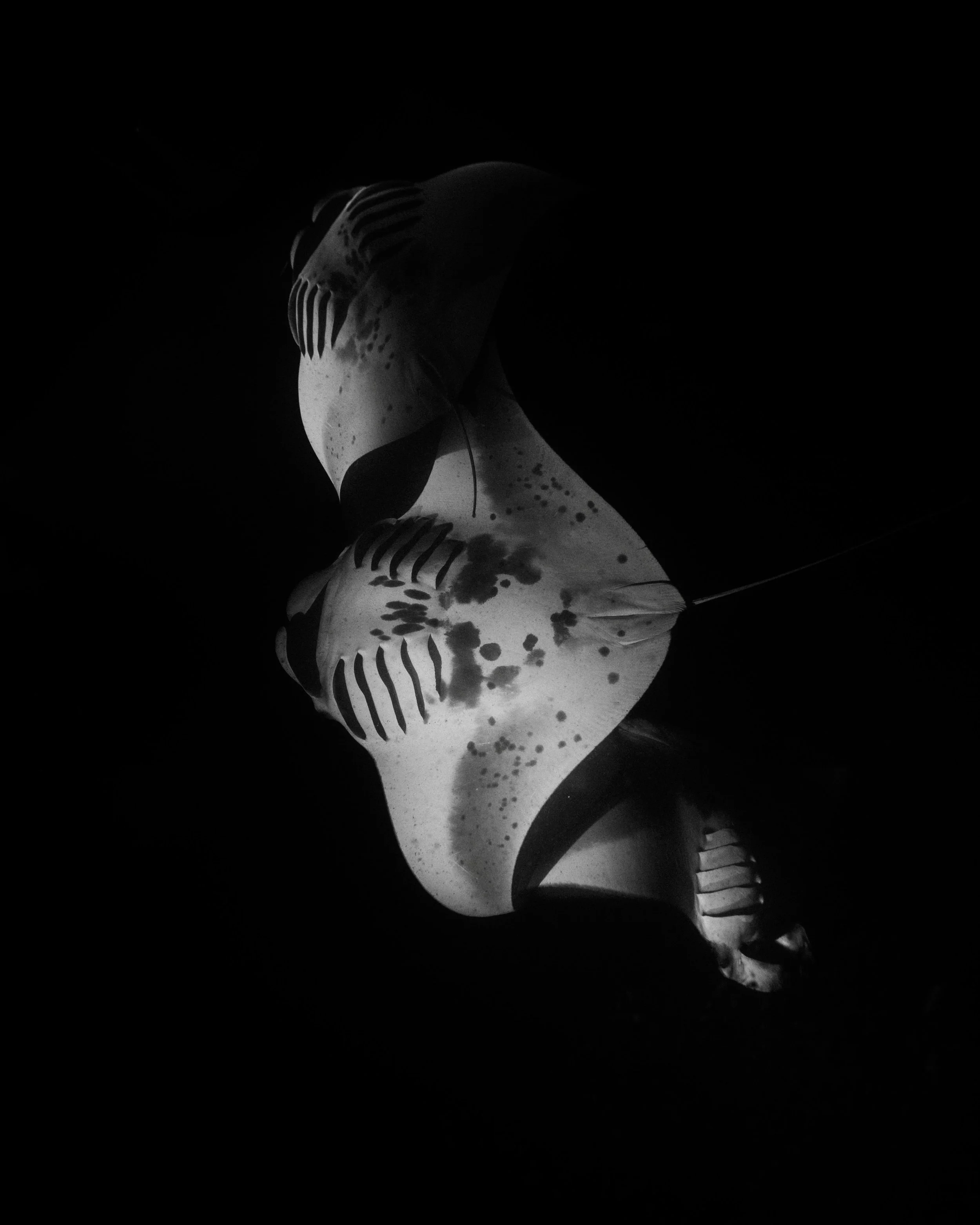 Dancing mantas. 

Diving with @aquaticlifedivers 

#mantaray #underwaterphotography #oceanlife #marinelife #wildlifephotography
