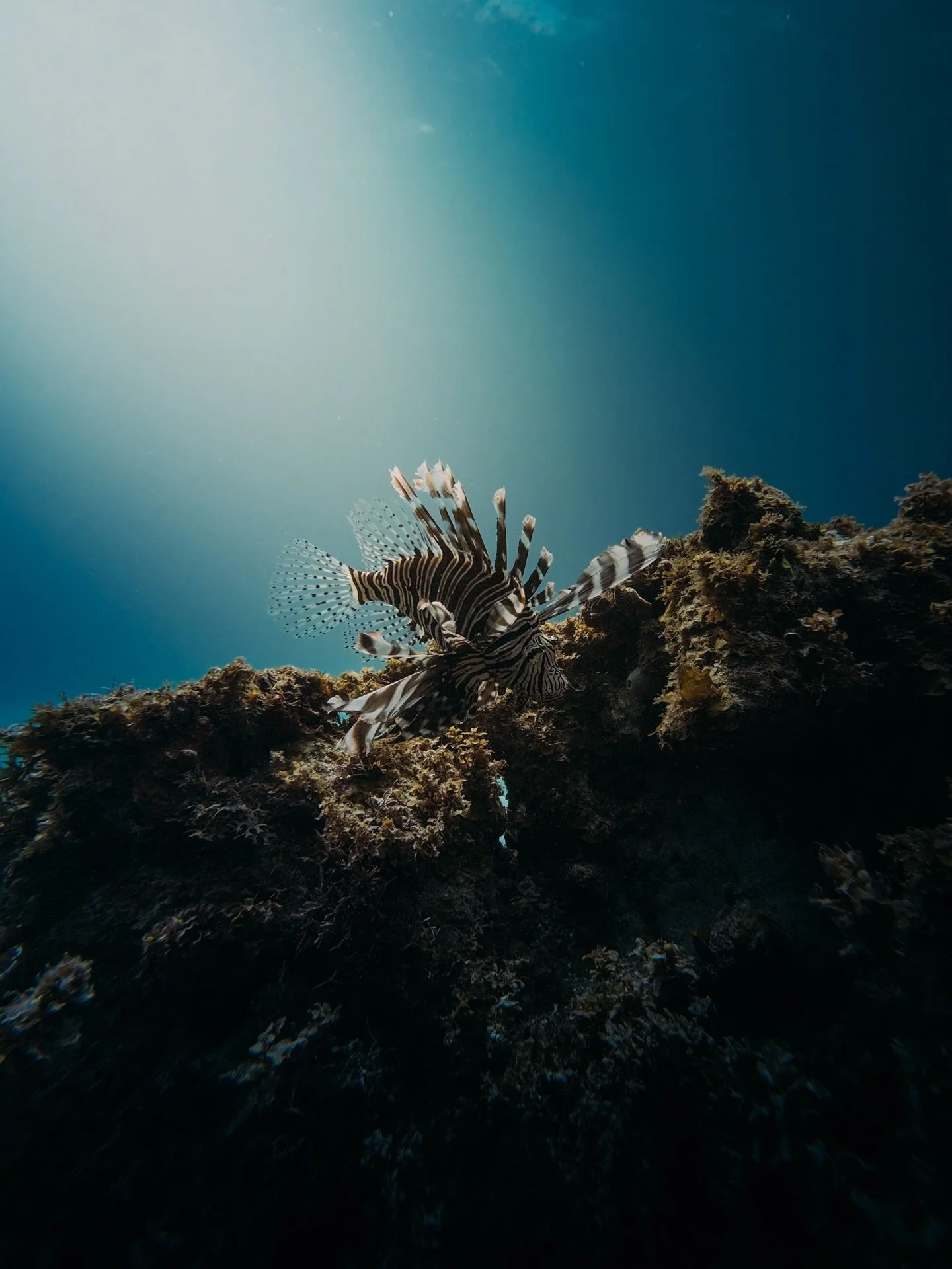Life on the reef 🪸🇨🇴

Diving with @timefidive 

Trying out this underwater photography thing, all this pics where taken with a action cam, but looking to upgrade soon 👀

#scuba #providencia #sanandres #caribbean #photography