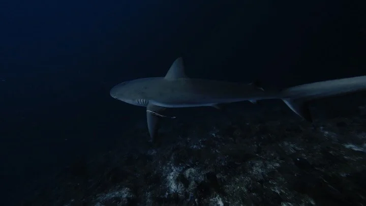 Caribbean Reef Shark | Providencia, Colombia 🇨🇴🦈

Such a magical experience to dive with these animals, thanks to @timefidive best diving in Providencia !

#underwaterphotography #cinematography #sharks #ocean