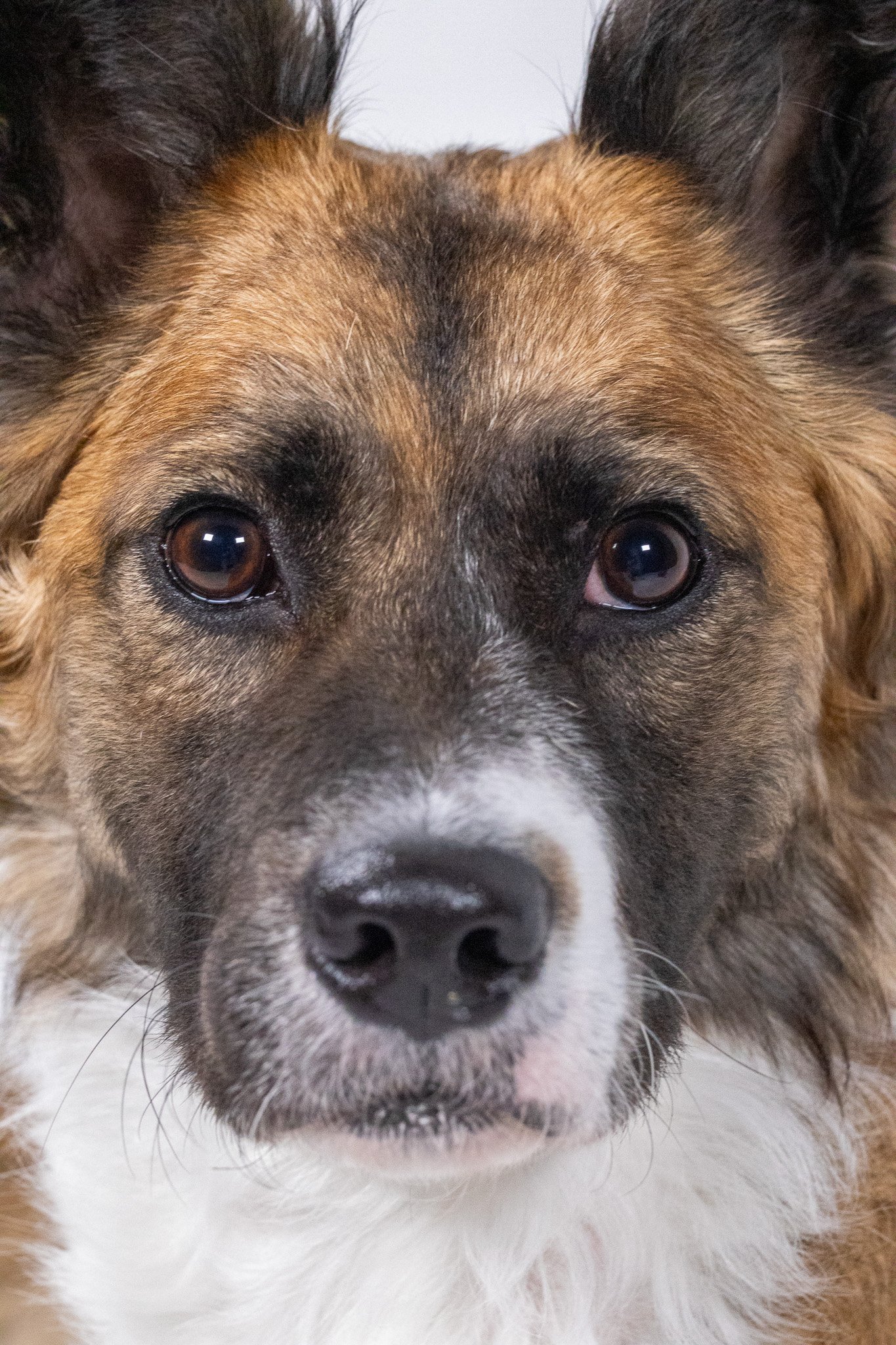 Pet Photography