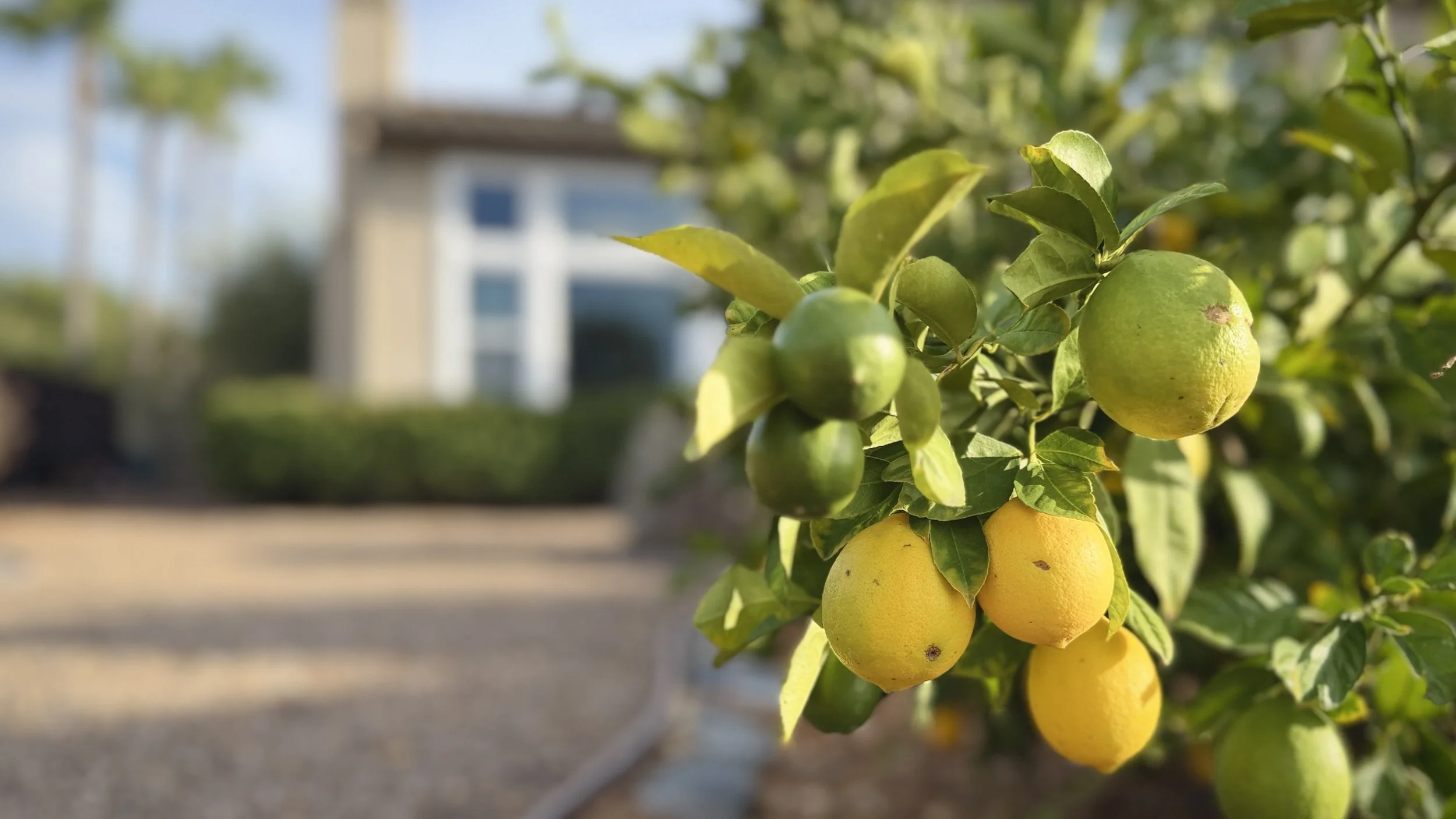 Close-up of lemon tree with green and yellow lemons hanging from branches, with a house in the blurred background.