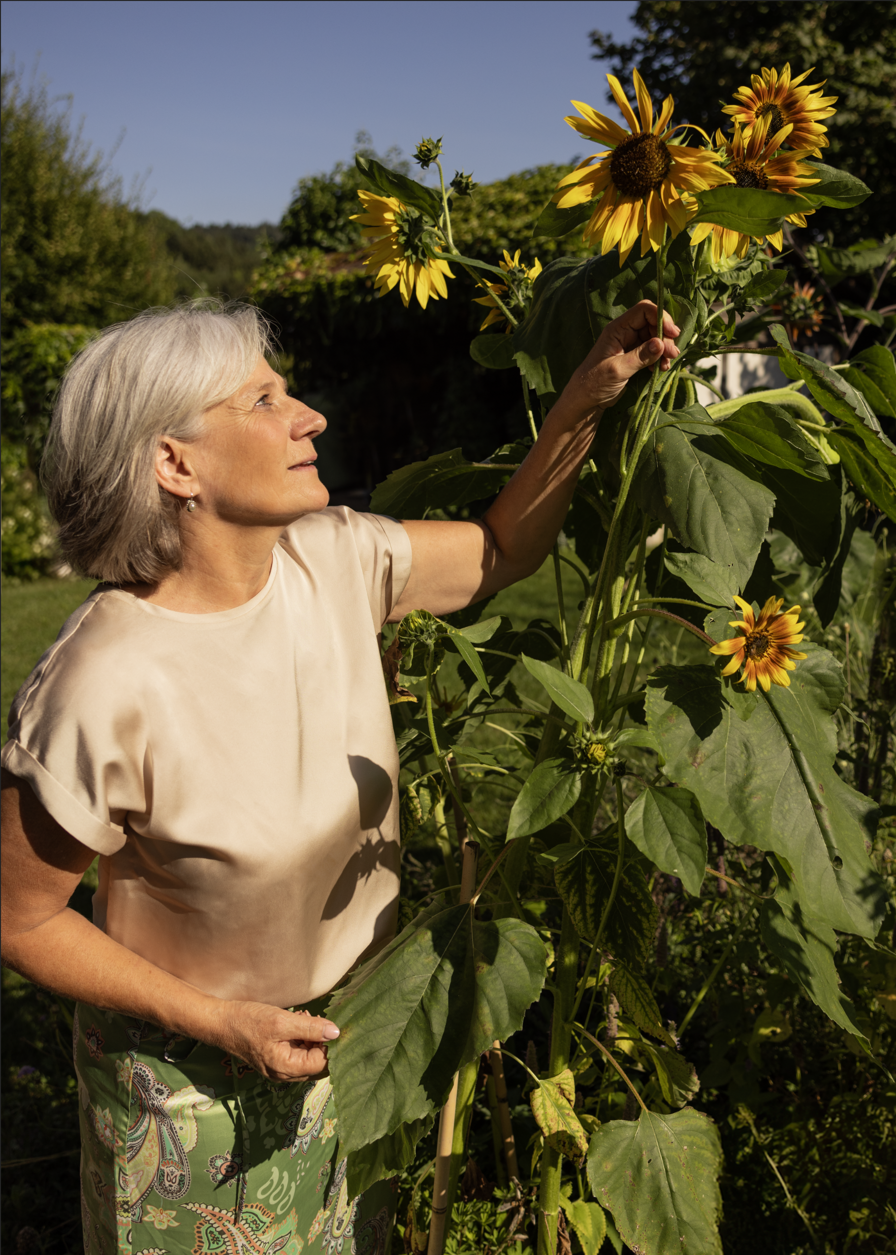 mA_Sonnenblume2.png