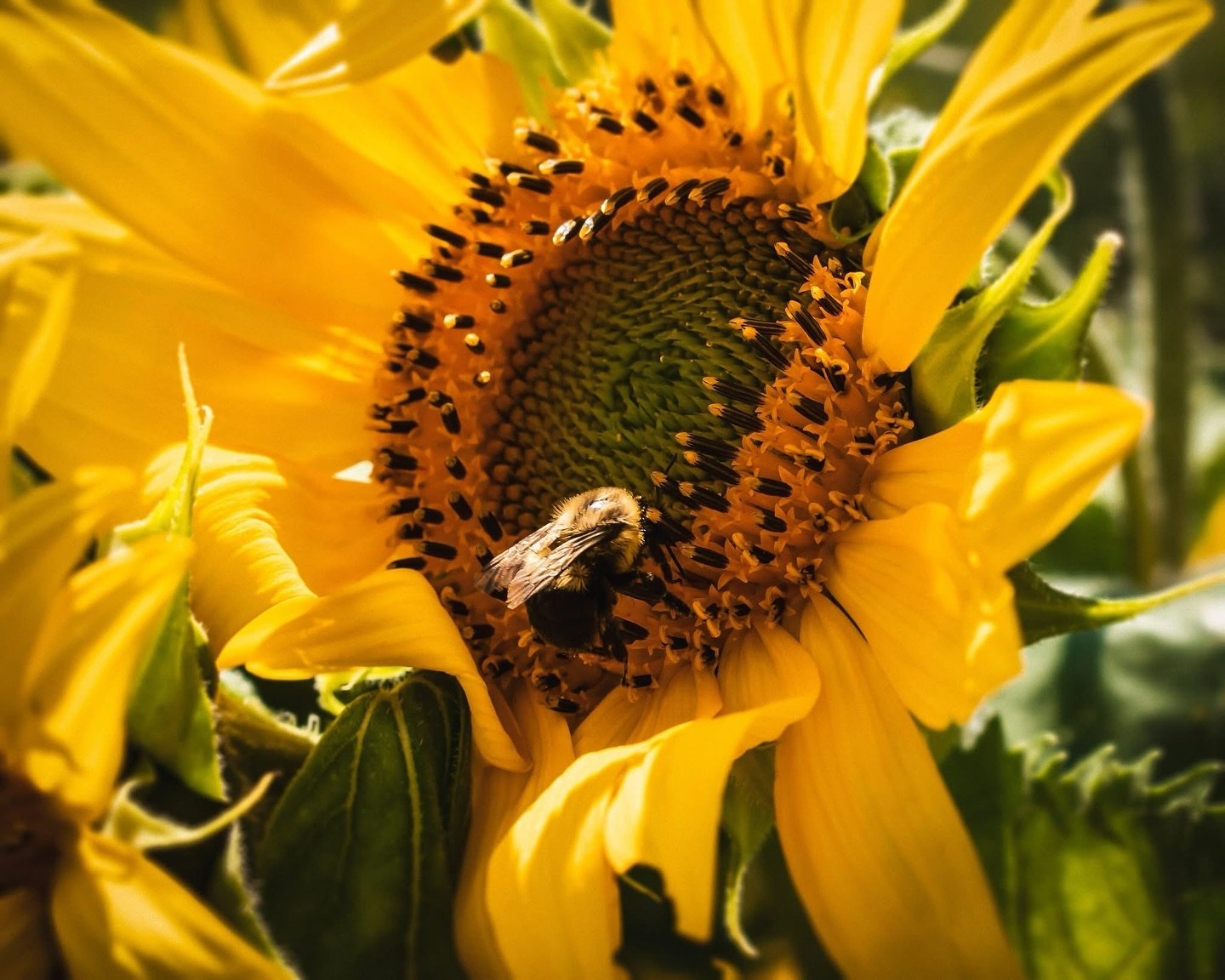 ɴᴀᴛᴜʀᴇ

🌞🌻🐝✨

QUESTION OF THE DAY: What&rsquo;s your favorite flower? 💐🌺🌻🌷🌼🪻🌹🥀🪷

tj-photography.com

Prints Available! Message me to snag one!

&bull;8x10 $45 (FREE Shipping!)
&bull;16x20 $90 (FREE Shipping!)
&bull;Message me for custom s