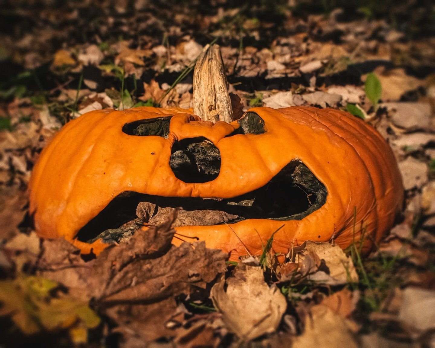 ɴᴀᴛᴜʀᴇ

☾⋆⁺₊🎃&acute;₊⁺~

QUESTION OF THE DAY: Which rotting Jack-O&rsquo;-Lantern from Pfeiffer Nature Center are you? 👀🤣

tj-photography.com

Prints Available! Message me to snag one!

&bull;8x10 $45 (FREE Shipping!)
&bull;16x20 $90 (FREE Shippin