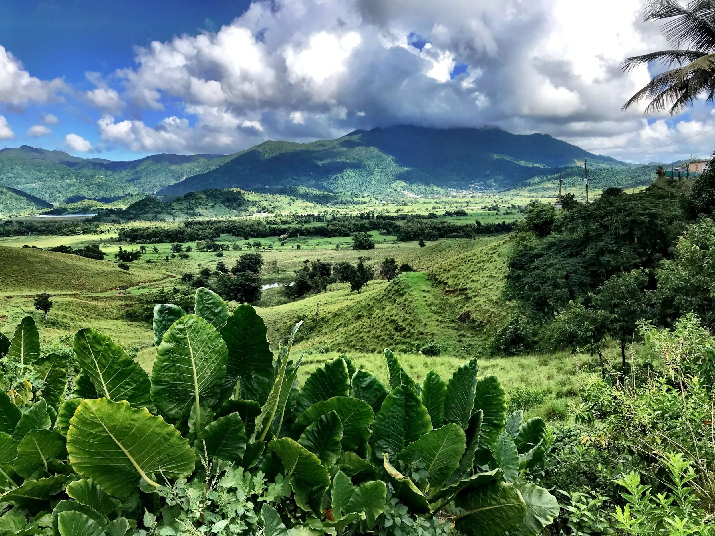 Yunque-Rainforest-scaled.jpg