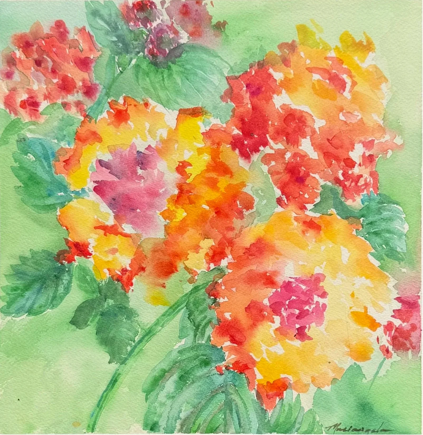Lantana in Ostuni, Italy