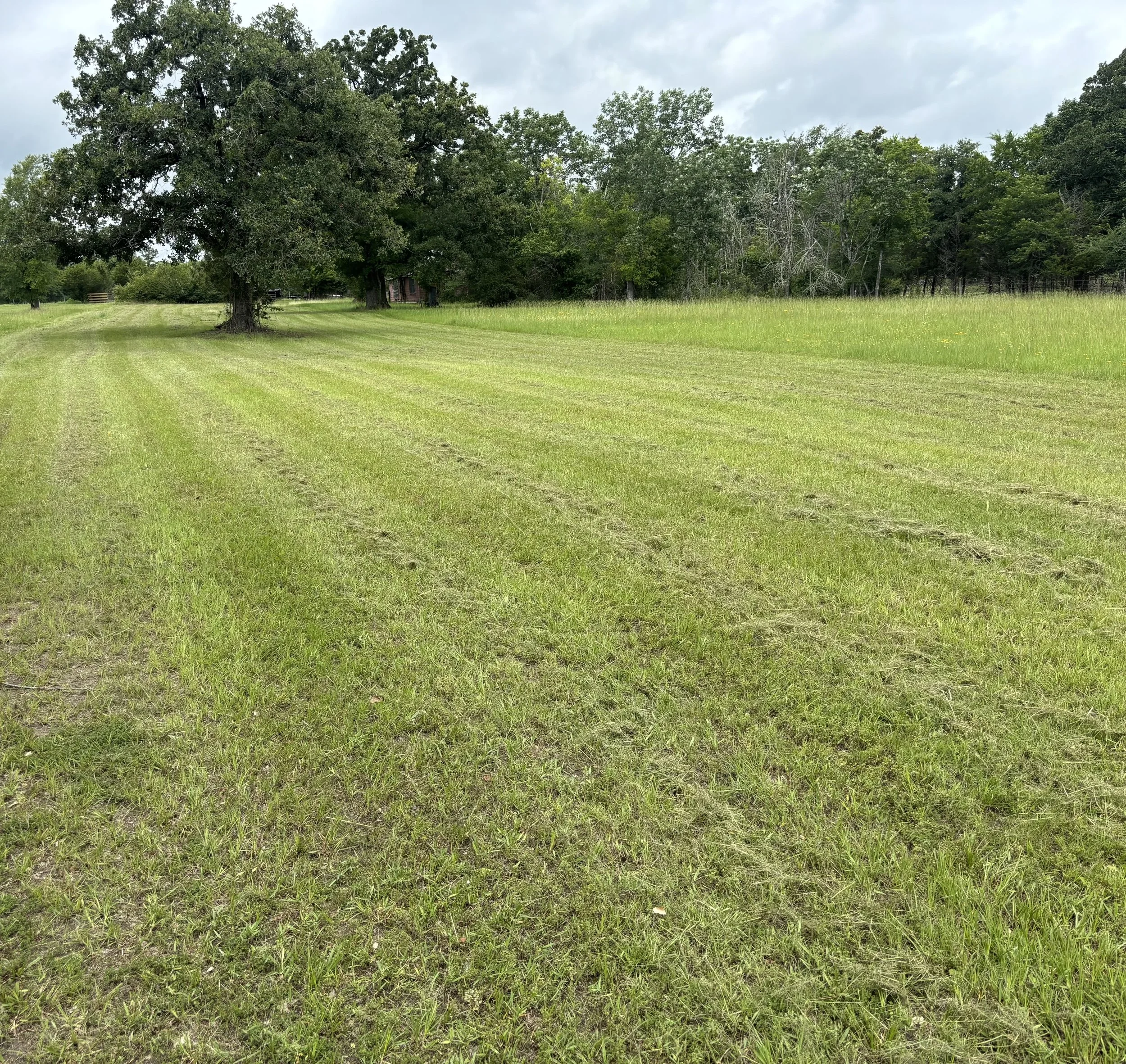 Lawn Stewardship