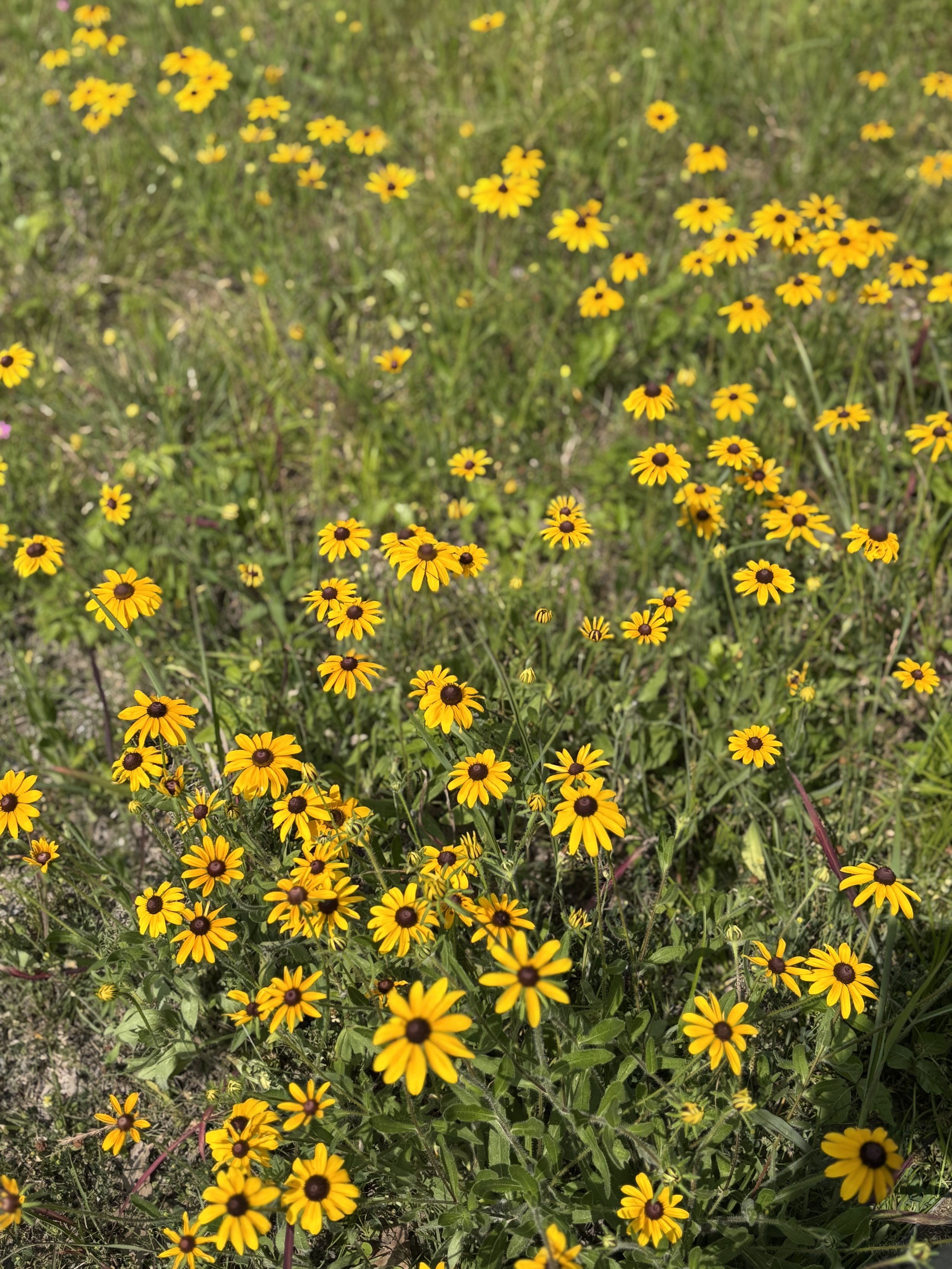 Seasonal Restorations
