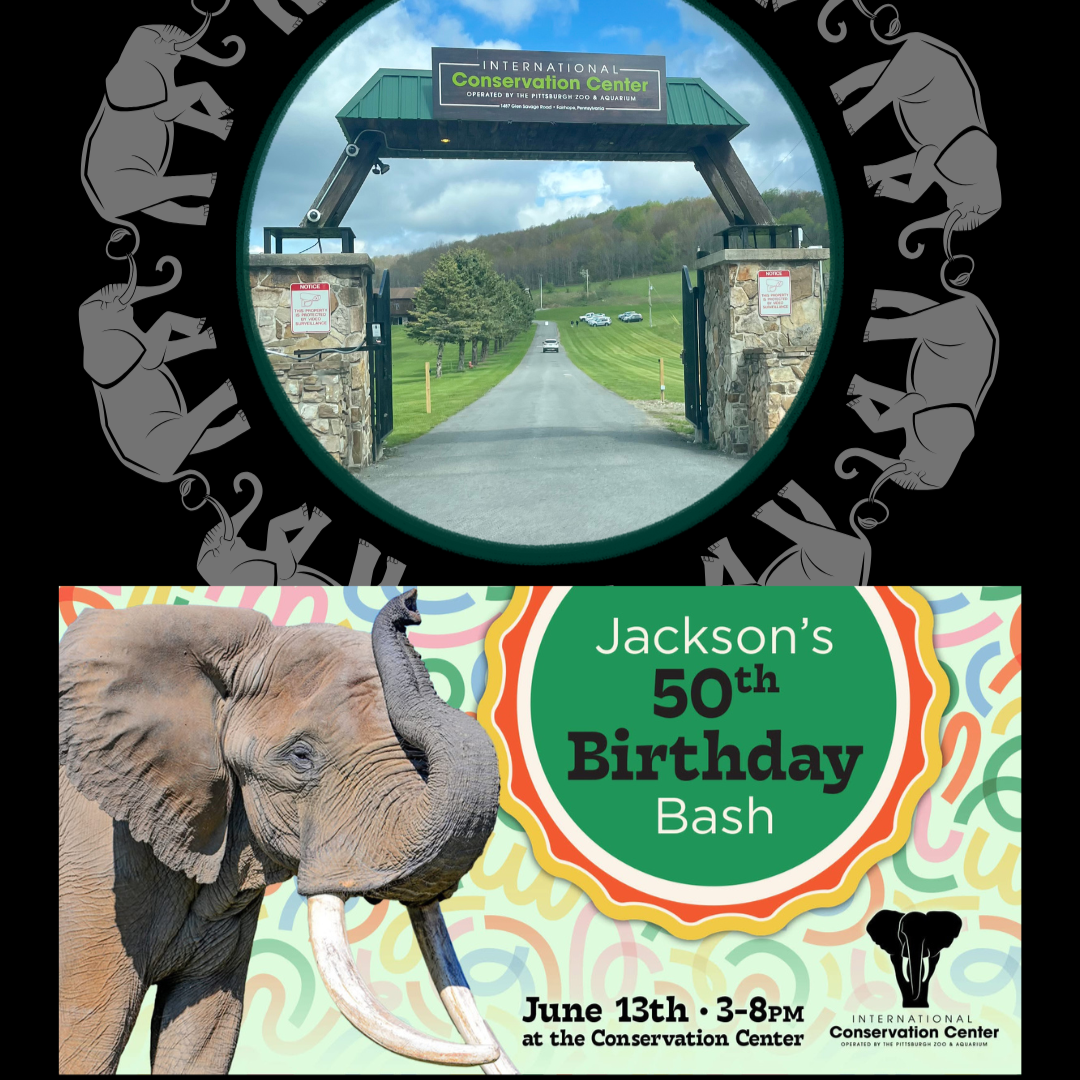 Jackson's 50th Birthday Bash