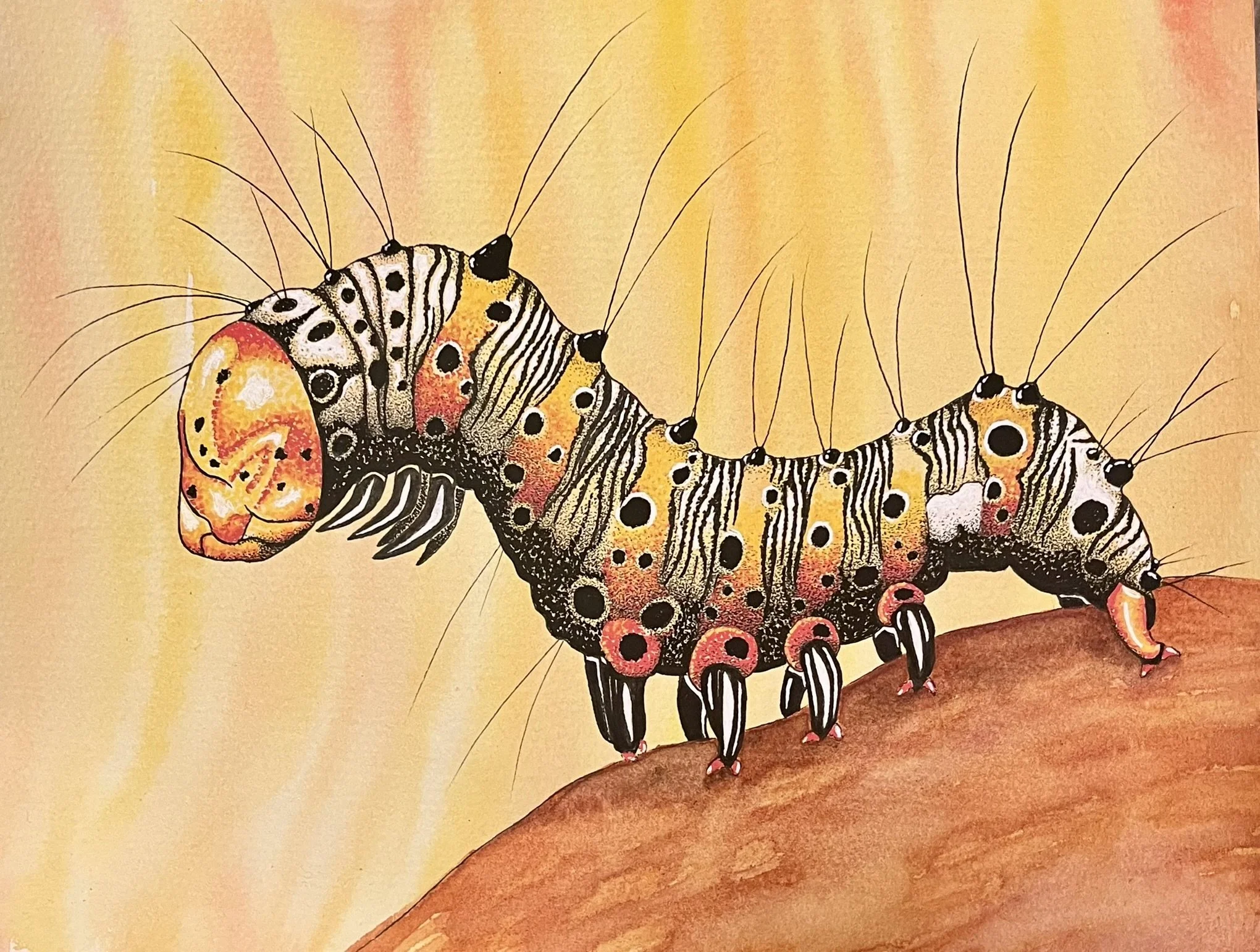 Eight Spotted Forester Caterpillar.JPEG