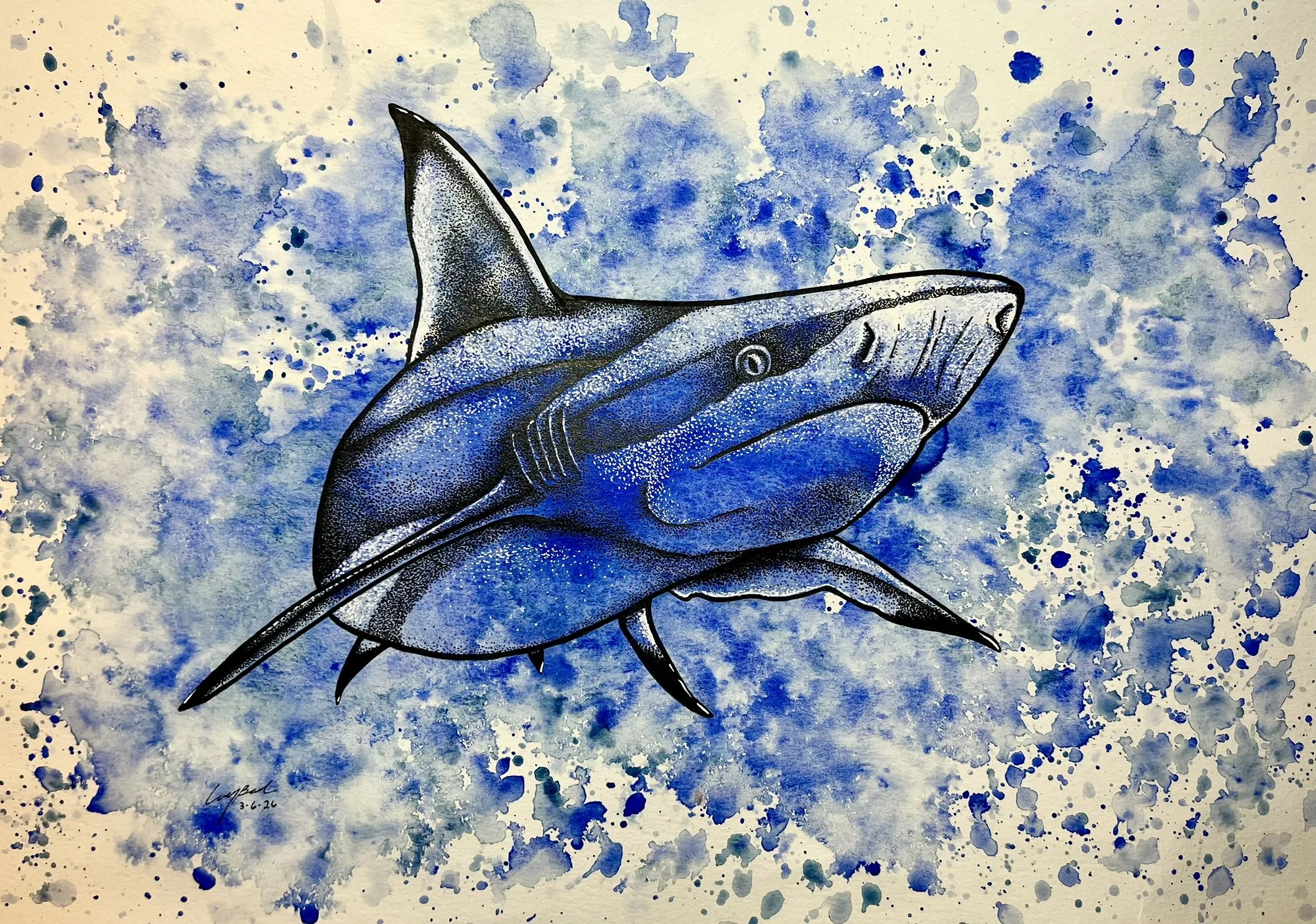 Blacktip Shark.JPEG