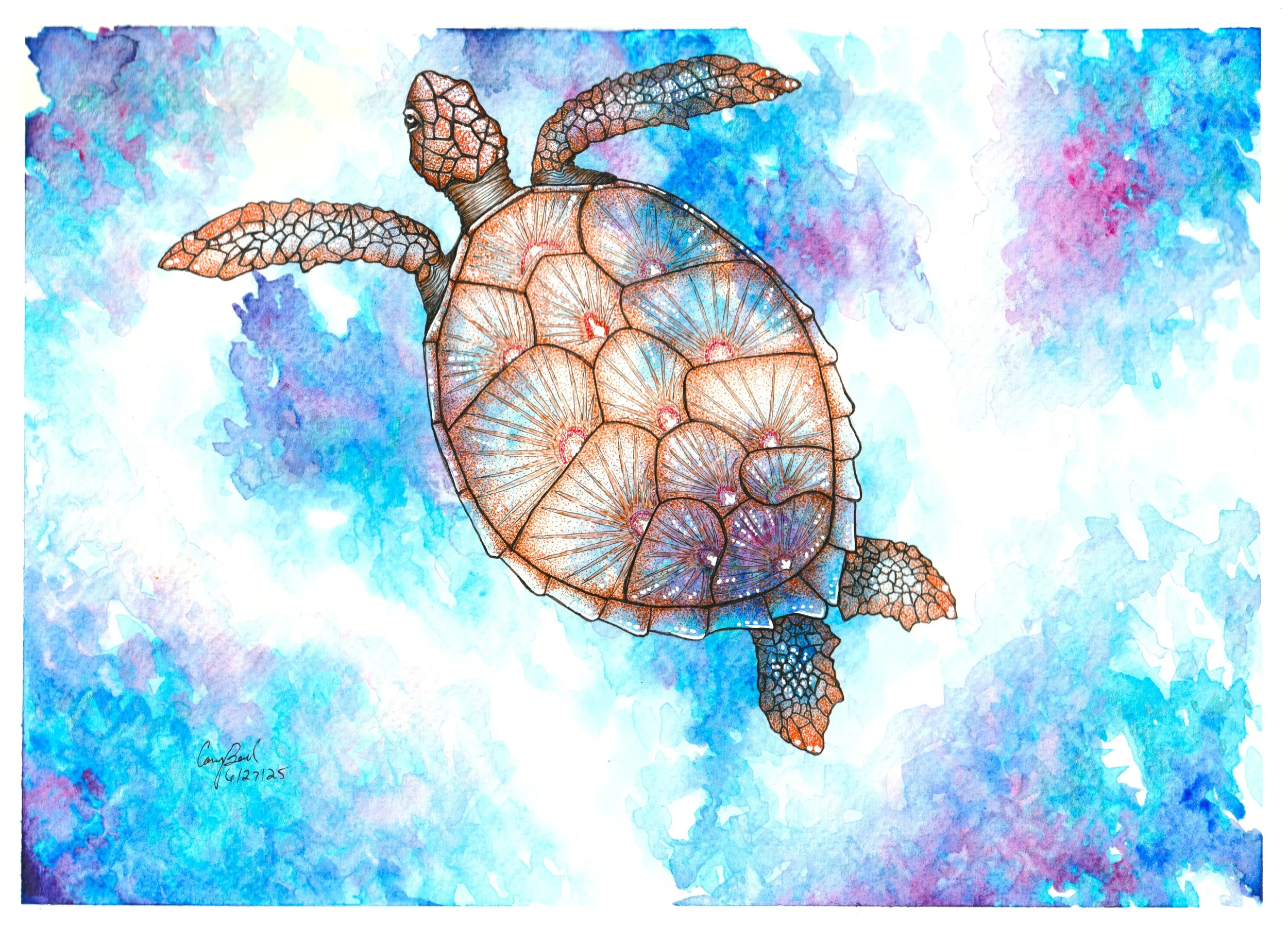 Imbricata Illusion.jpg