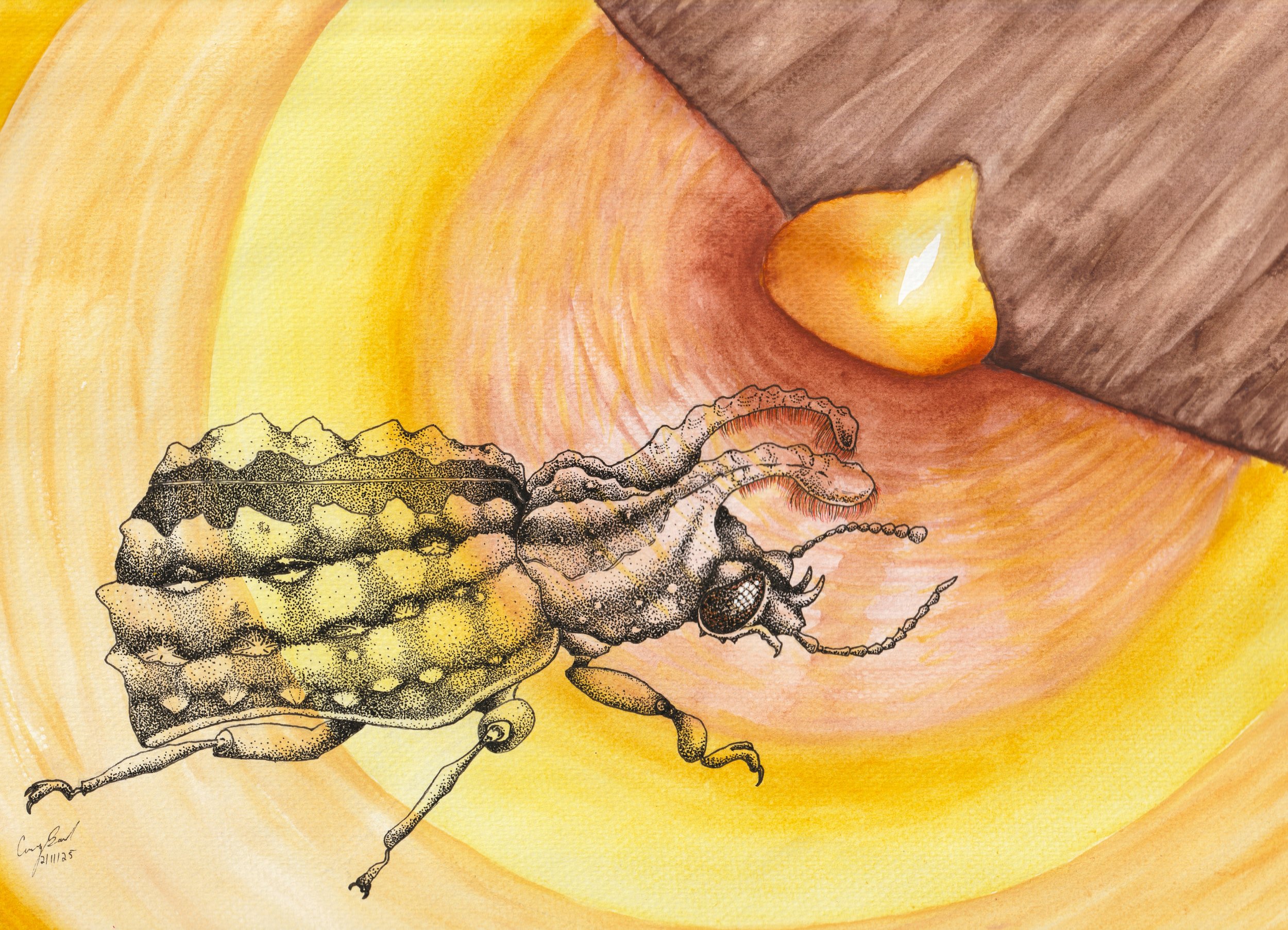 Forked Fungus Beetle.jpg