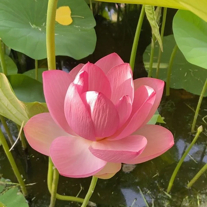 Thank you Life for another year, thank you great mystery. Thank you to all the hands and lands that held me. This year tore me apart. All I knew or thought I knew died, and all was birthed anew. A lot of pruning, a lot of new growth. Life stitched me