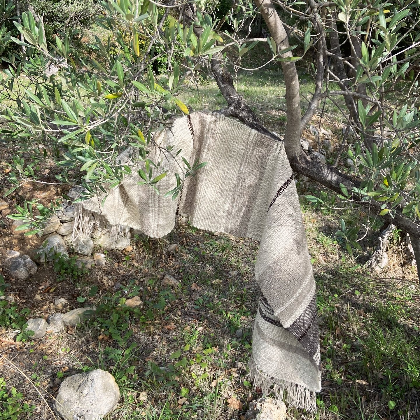 Weaving with the olive ancestors 💛