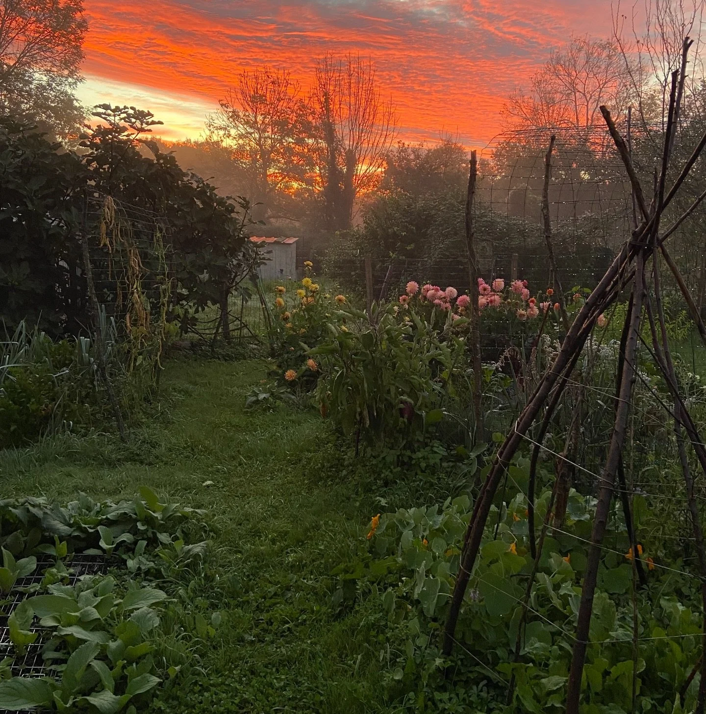 Taking a moment in this transitional time before becoming a guardian to a different piece of earth, to honor my garden of the past three years. A place I lived and loved fully . Here grew the vast majority of medicinal plants that&rsquo;ve made up al