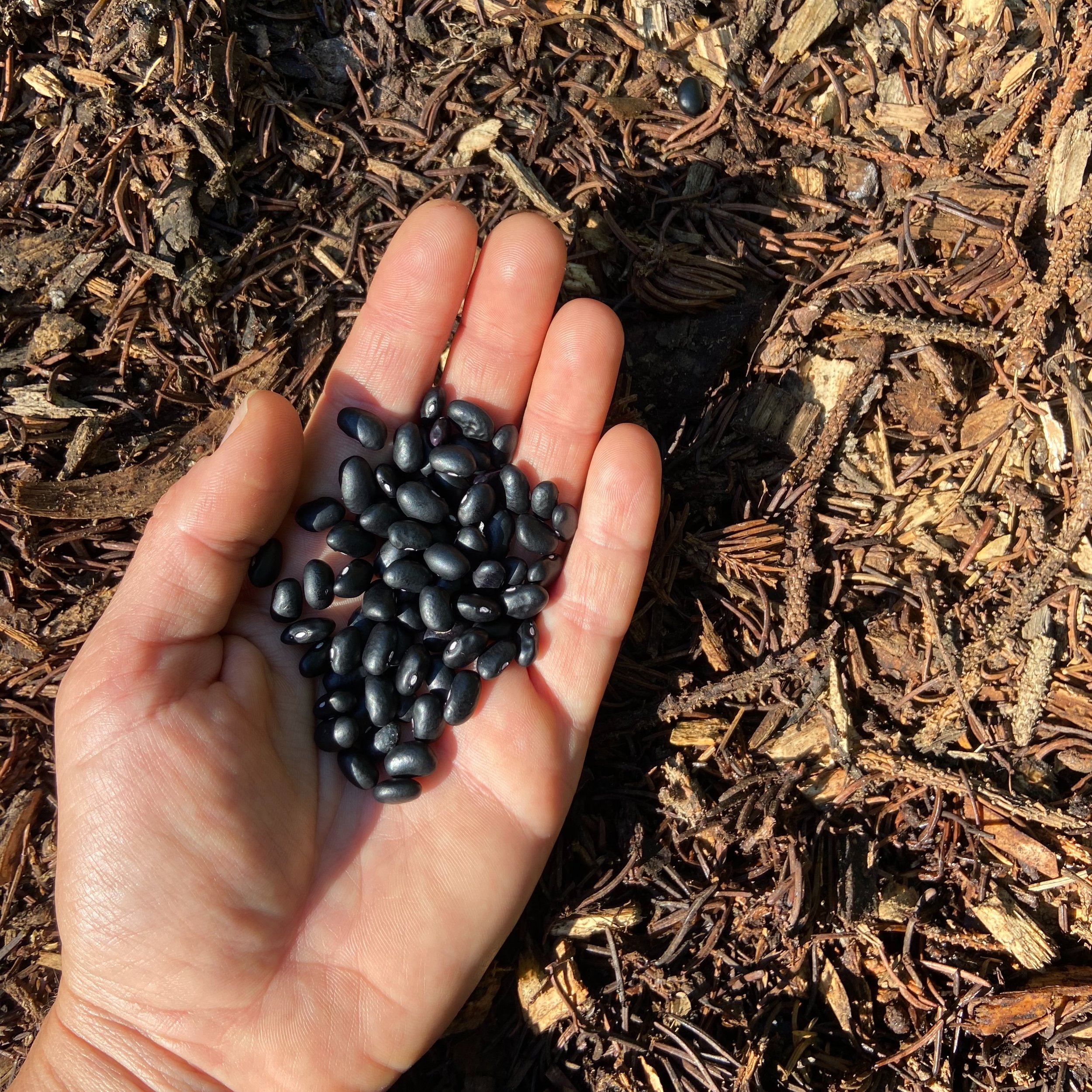 +++THE SEEDS SPEAK+++
We are hungry, but the sleep is upon us.
We are thirsty, but the Mother has instructed us
not to wake too early.
We are restless, chafing against this thin membrane,
pushing back against the dark
that bids us to lie still, suspe