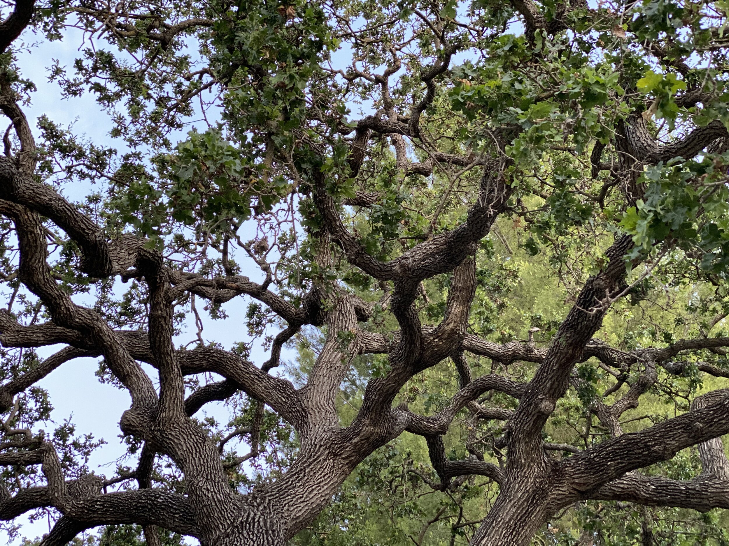 Contact us Tree Walker Expert Arborists We Save Trees