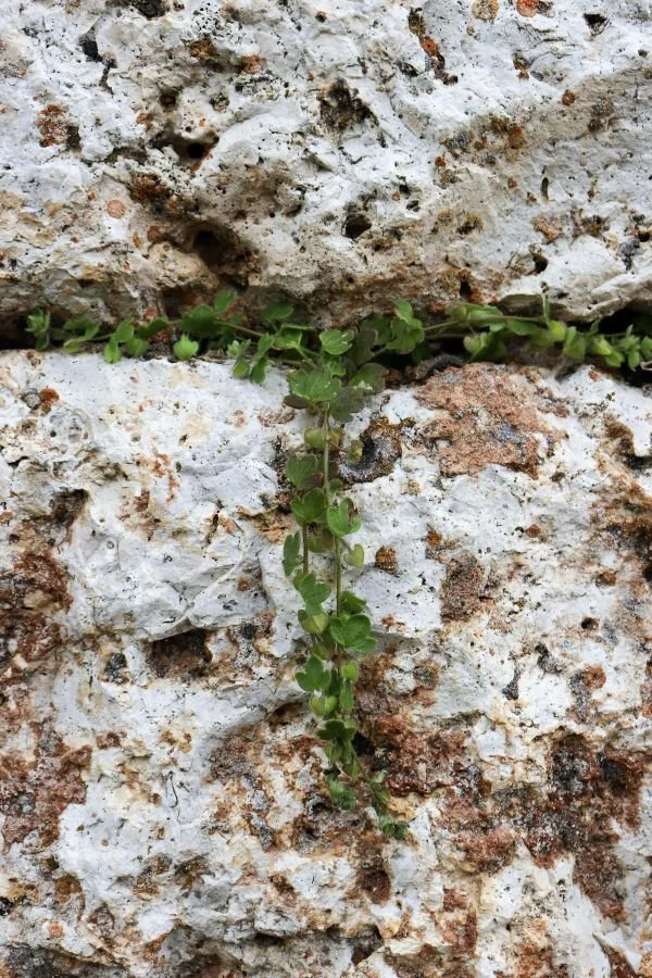 Two ivy vines converging over a stone, attachment healing therapy San Antonio Texas
