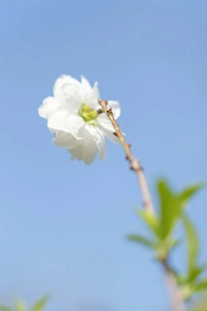 Single white flower against blue sky, online trauma and attachment therapy for women in Washington with Rebecca Flores LPC