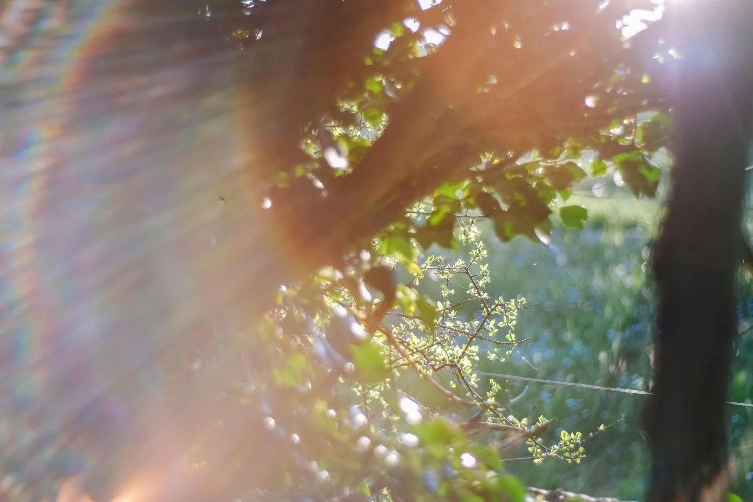 An image of sunlight cascading through leaves and a tree with rainbow on edge of photo for trauma therapy for women in San Antonio.