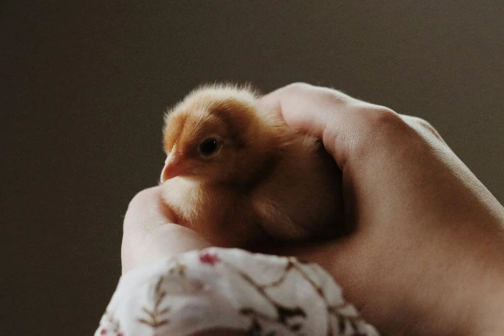 A baby chick resting in a woman's relaxed, cupped hand, a quiet image of care and presence on the About page for Rebecca Flores, trauma therapist in San Antonio.