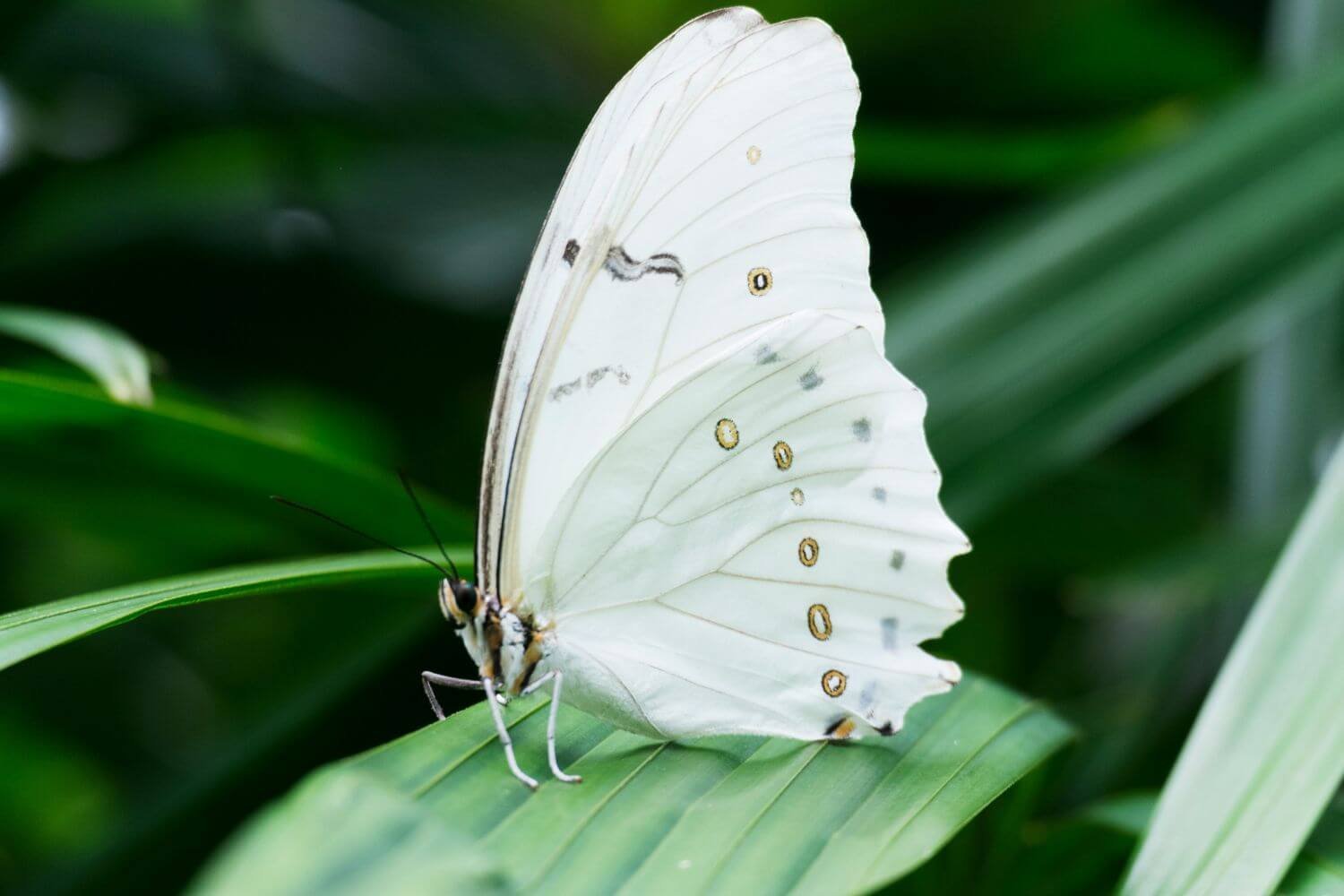 A white butterfly at rest in soft light, a quiet image of stillness and attention for Brainspotting therapy with Rebecca Flores in San Antonio.