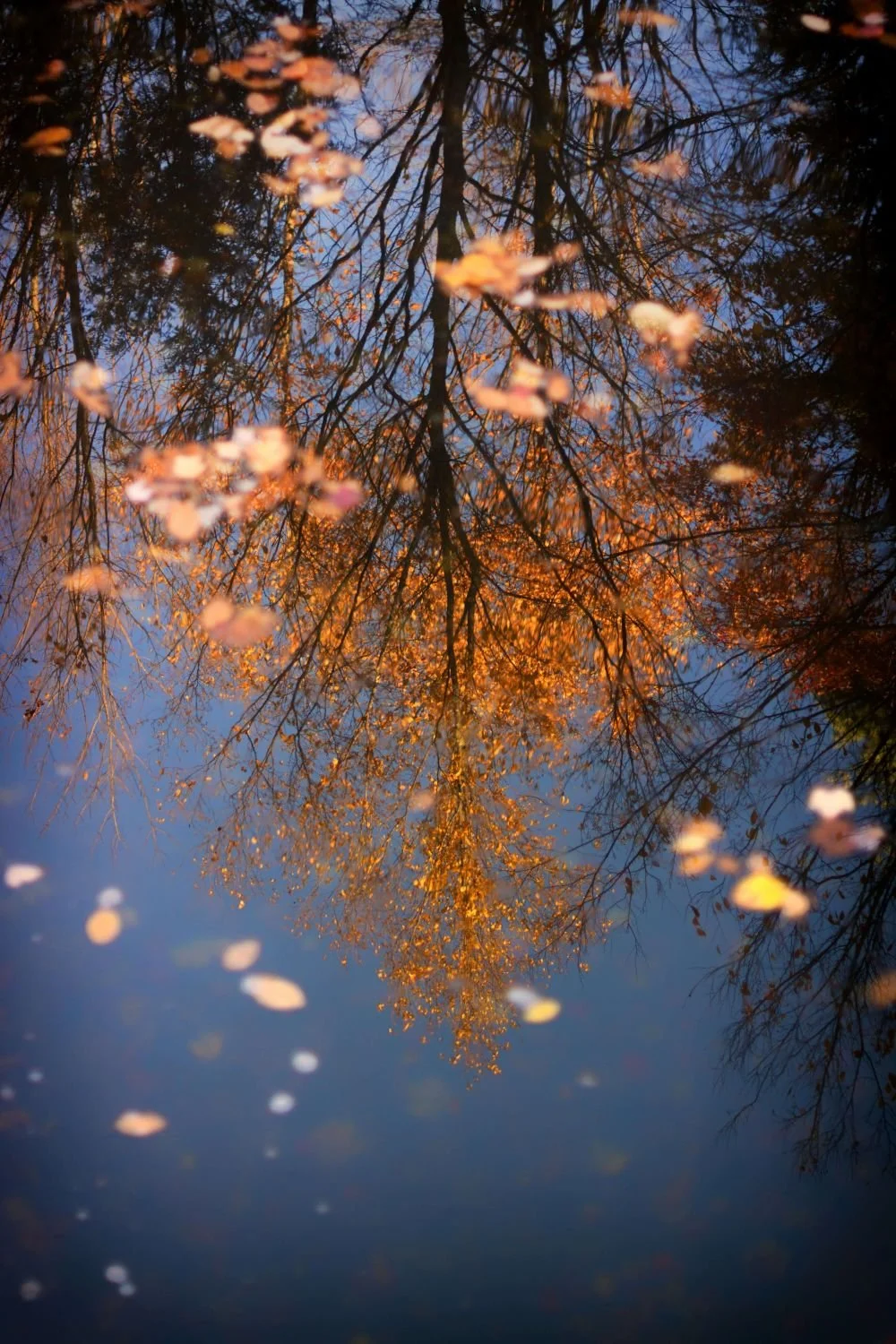 Fall tree with changing leaves reflected in water below, betrayal trauma therapy San Antonio Texas
