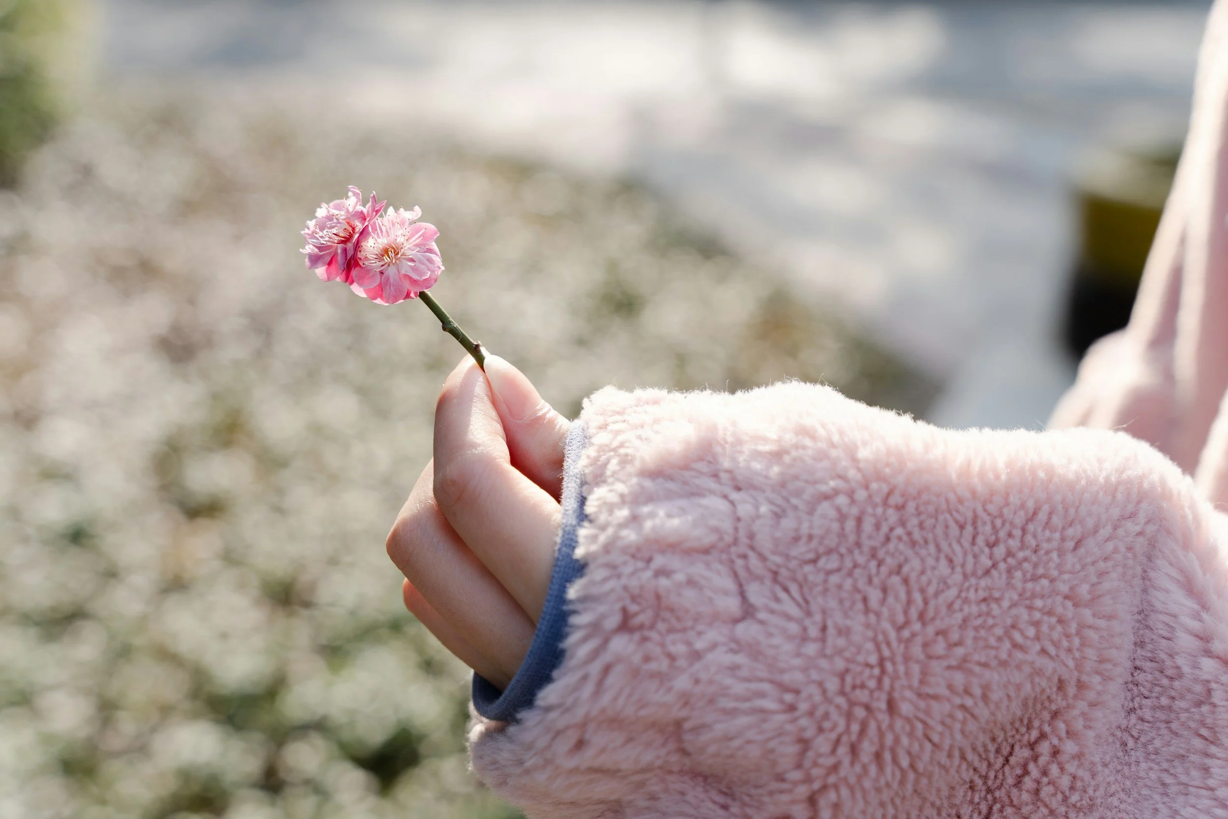 Woman's arm in a pink coat holding a single pink flower, tenderness and emotional healing after relationship betrayal San Antonio Texas