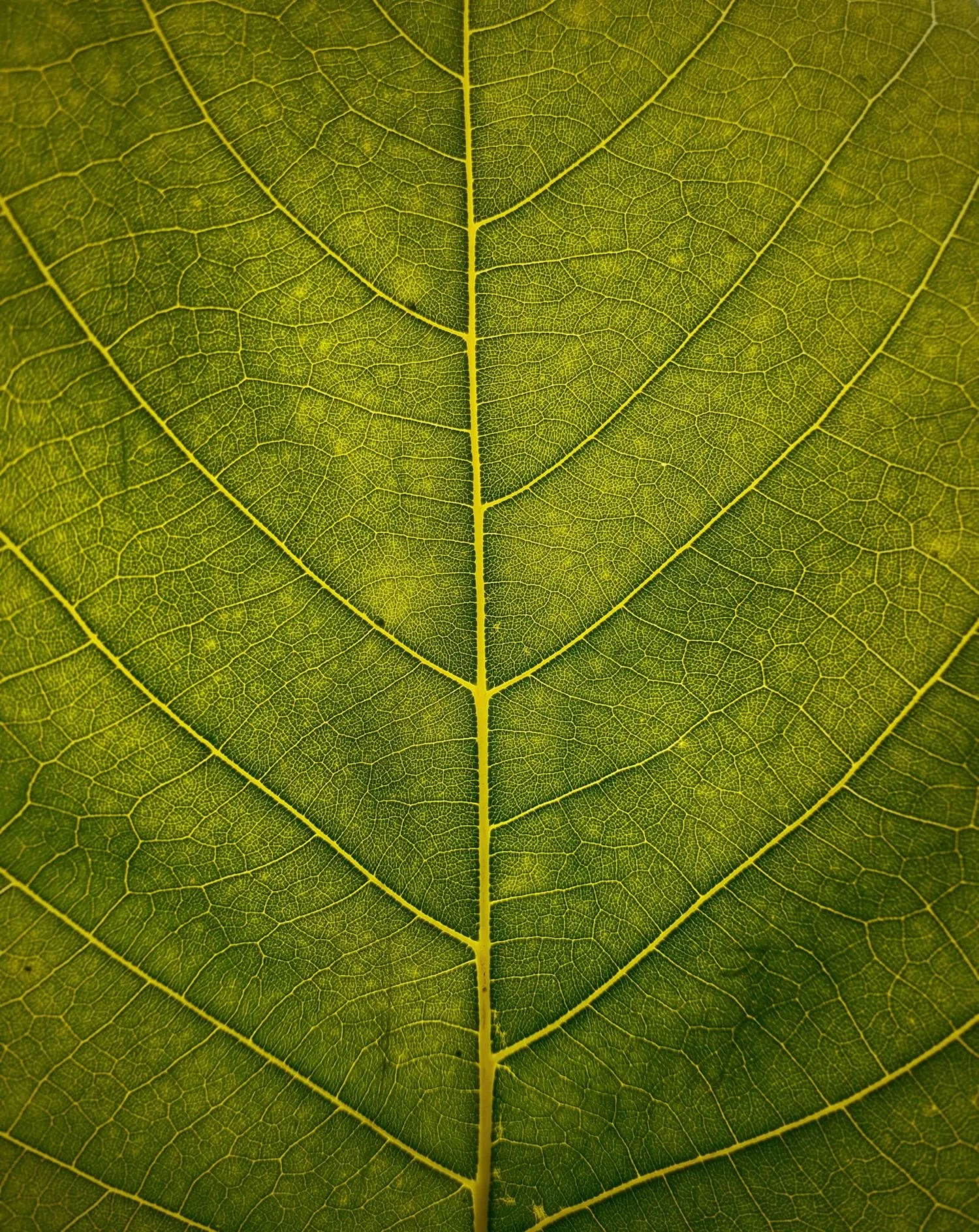 Close-up of a green leaf with visible veins, representing fertility and reproductive medical trauma