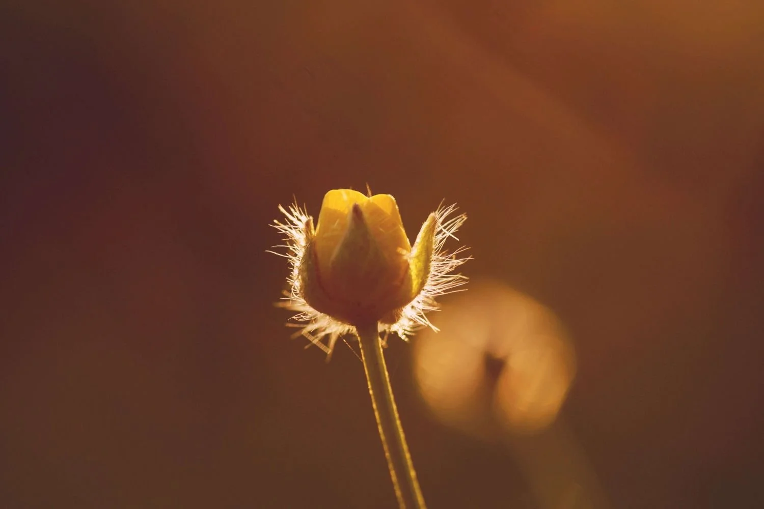 Close-up of a single flower glowing in sunlight, self-worth and people pleasing therapy San Antonio Texas
