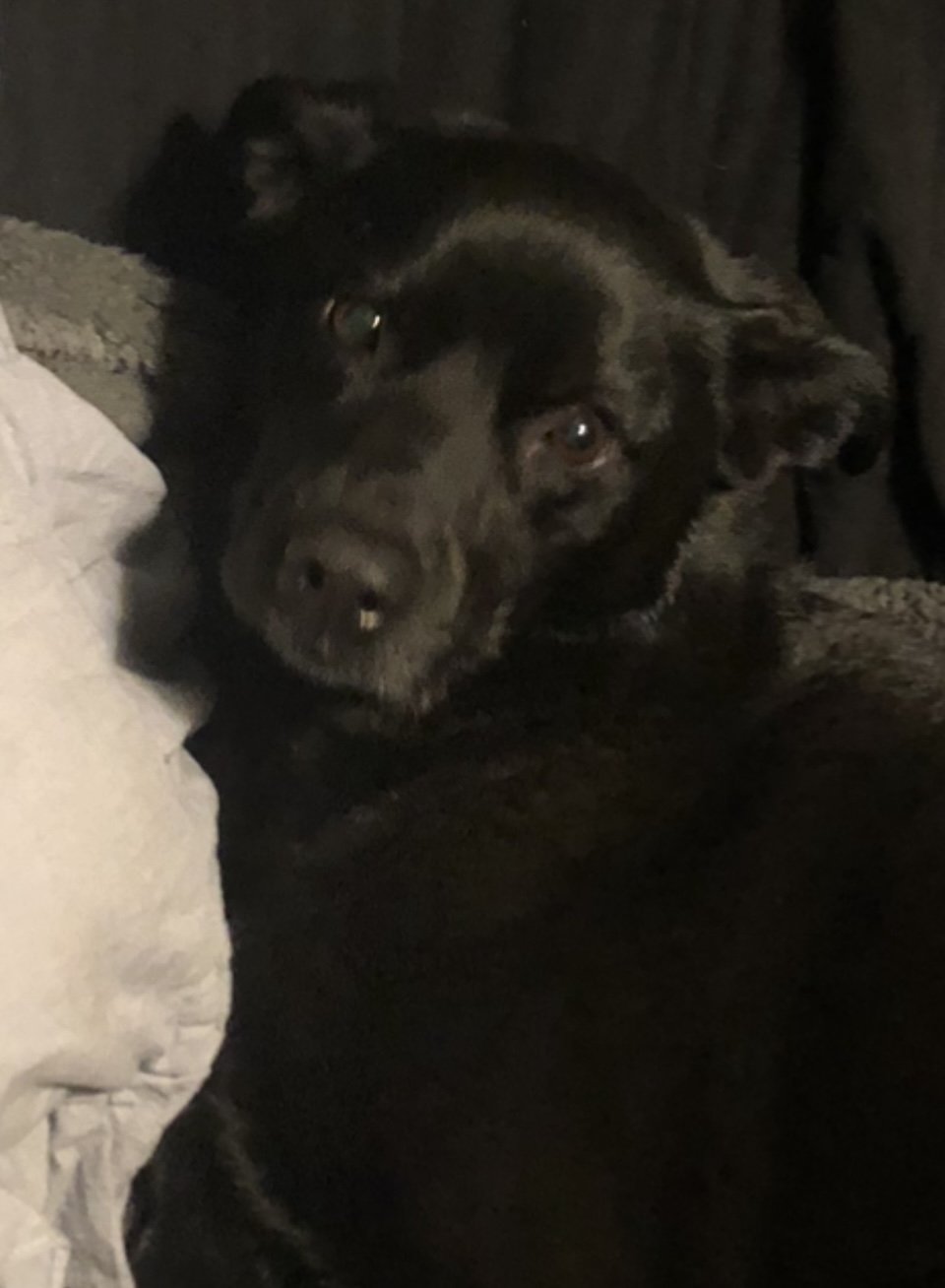 Sophie, black dog and office manager at Vita Counseling Center