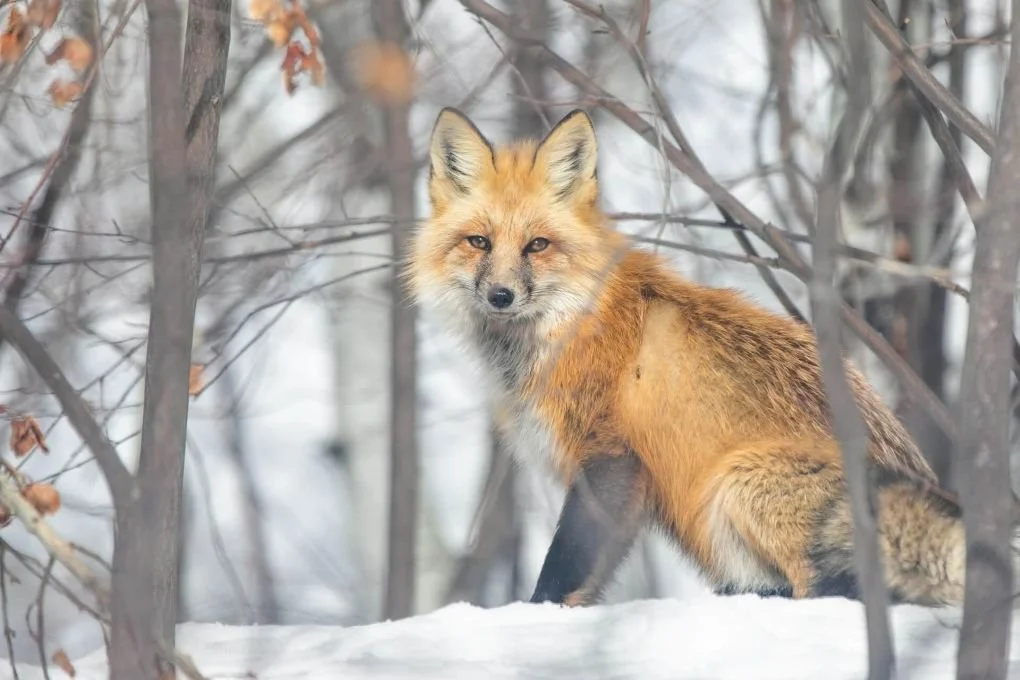 Watchful fox in natural setting, online trauma and attachment therapy for women in Washington, Rebecca Flores, LPC