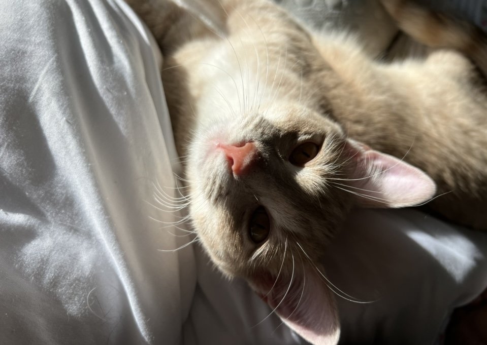 Oliver, buff cat and billing director at Vita Counseling Center