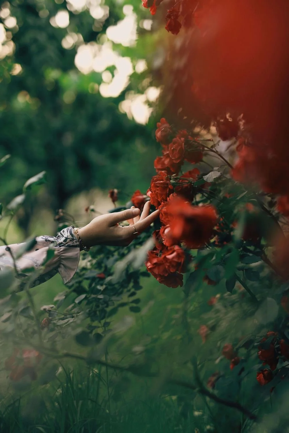 Woman's hand gently touching red flowers, grief therapy and healing San Antonio Texas