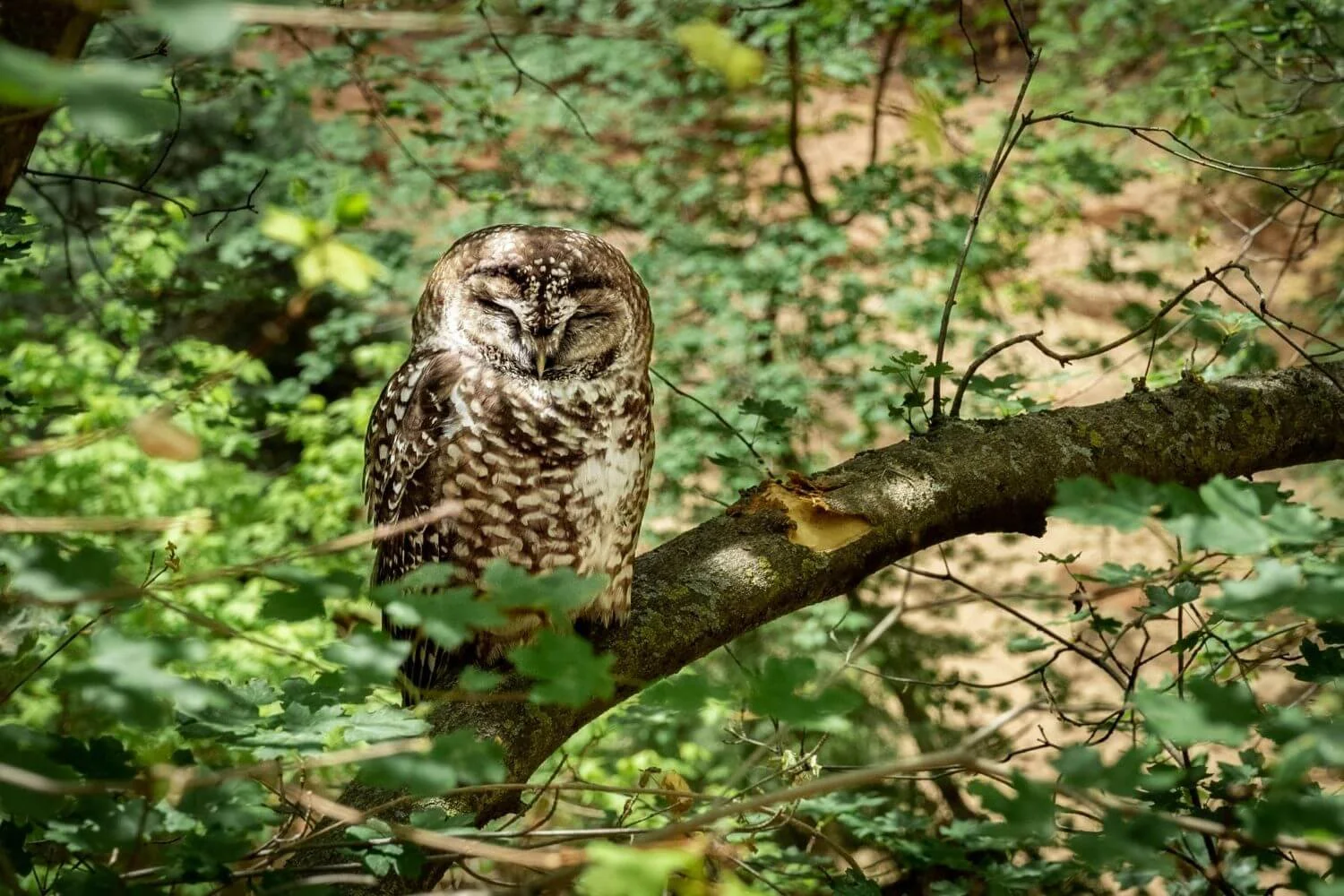 An owl at rest in soft light, eyes closed, a quiet image of stillness and interior calm for clinical hypnotherapy with Rebecca Flores in San Antonio.